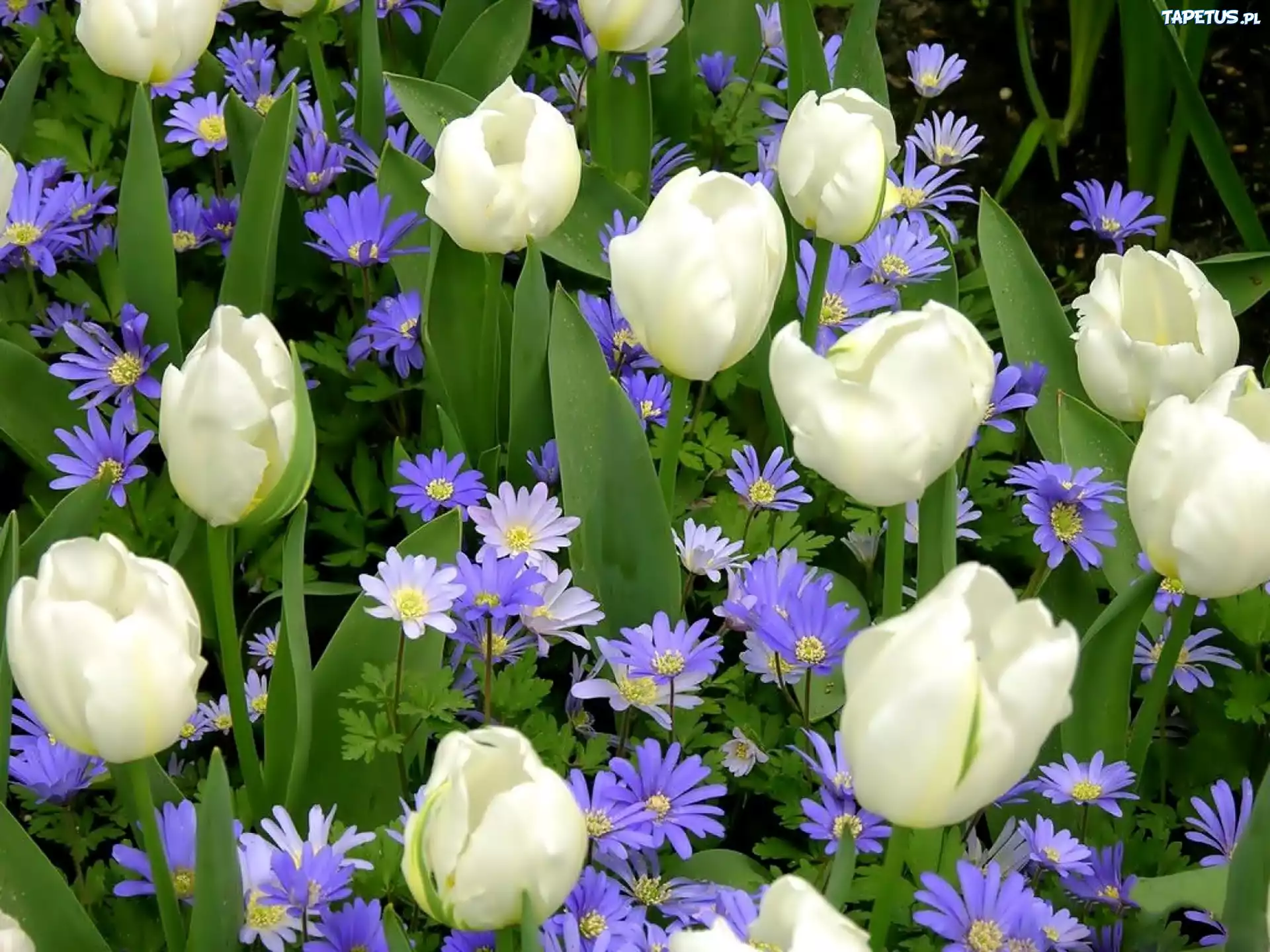 Białe, Tulipany, Niebieskie, Kwiaty
