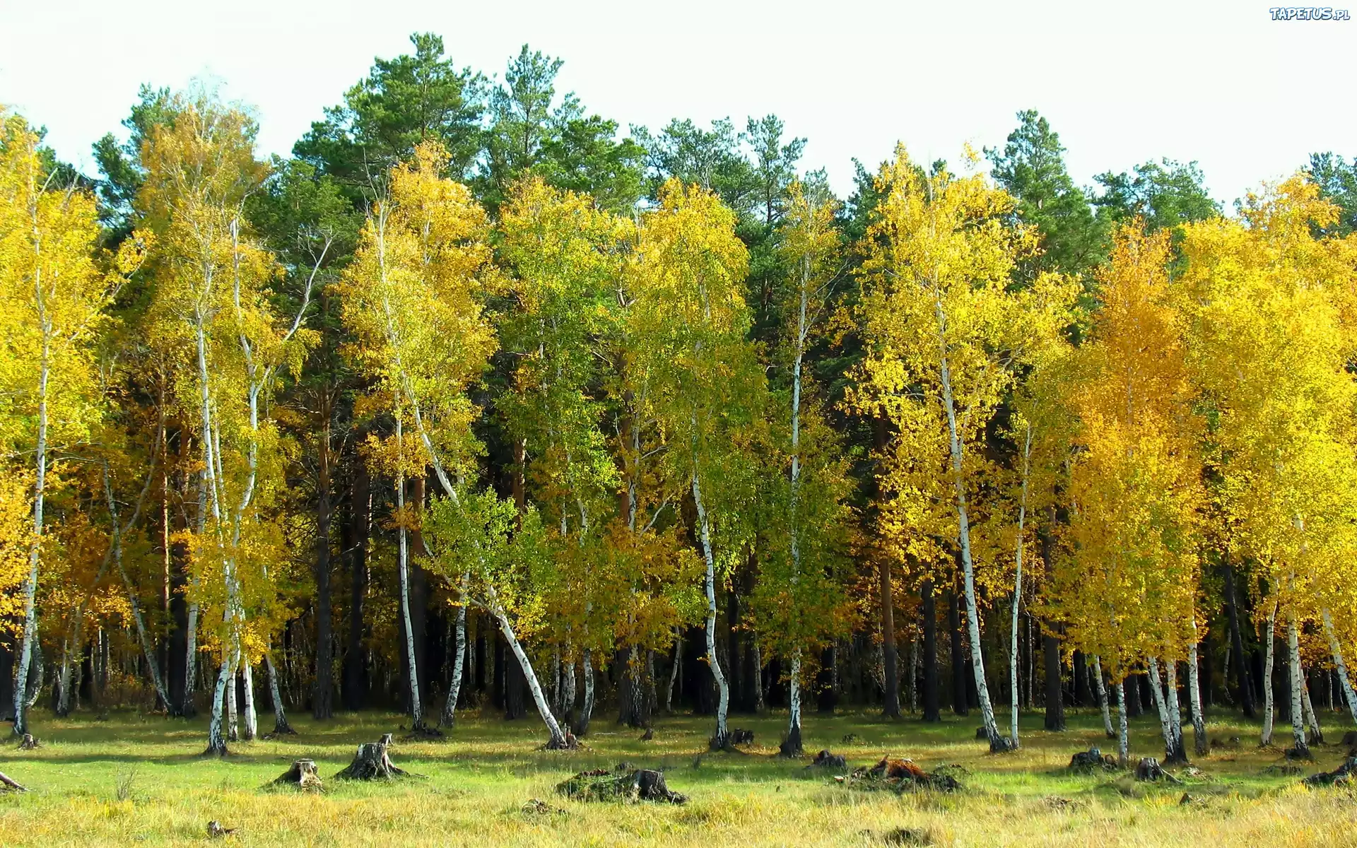Jesień, Brzeźniak, Światło, Cień