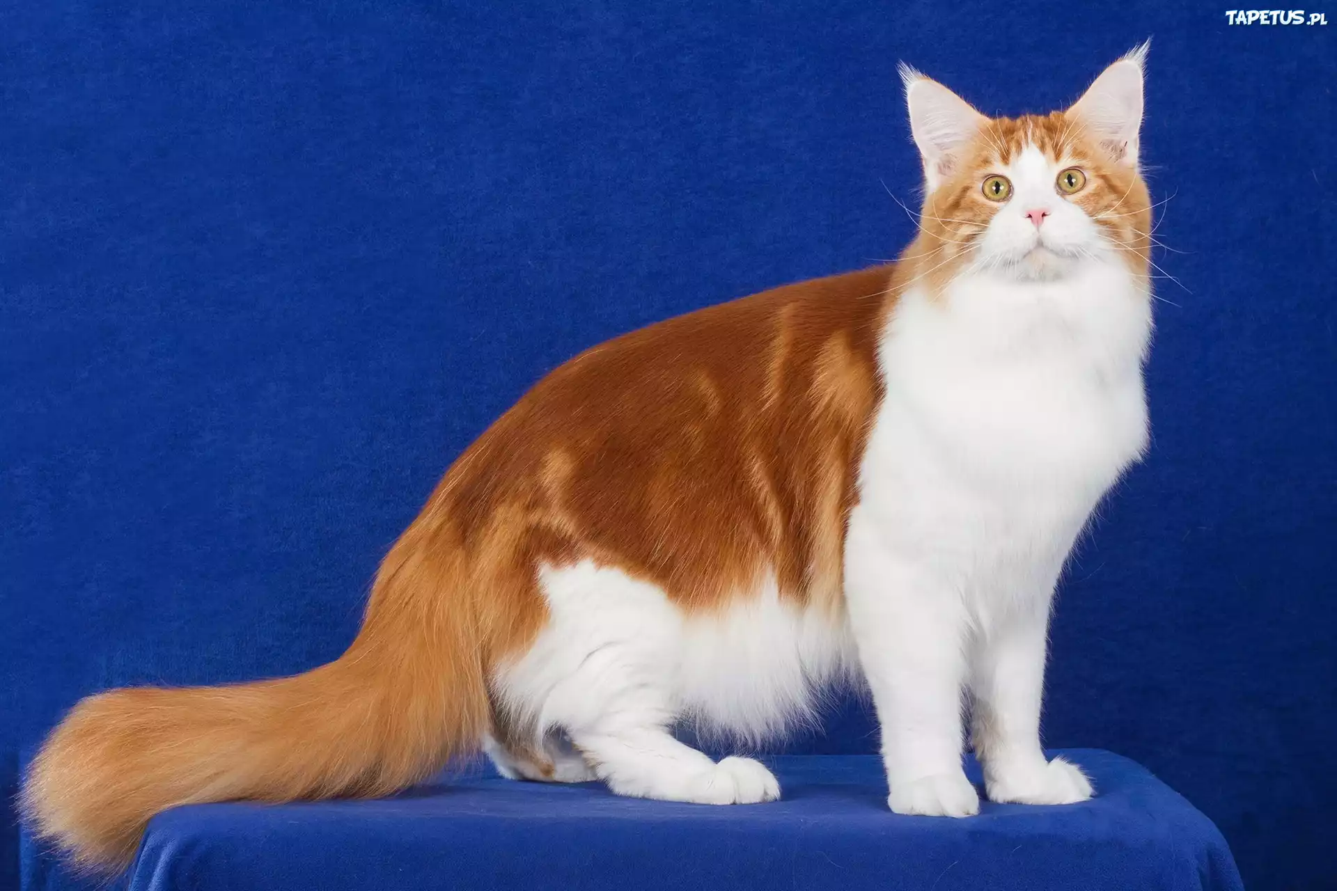 Zwierzęta, Kot, Maine, Coon