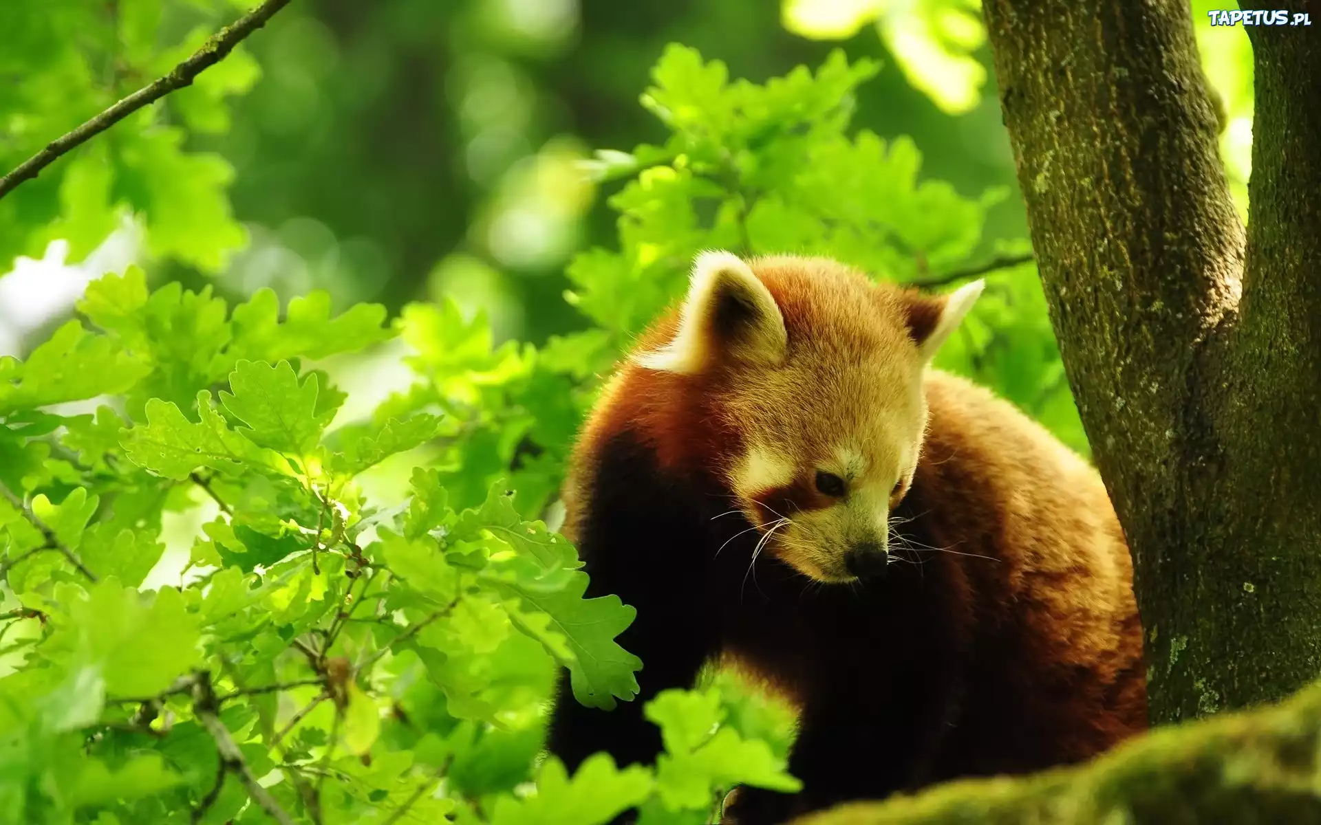 Panda Czerwona