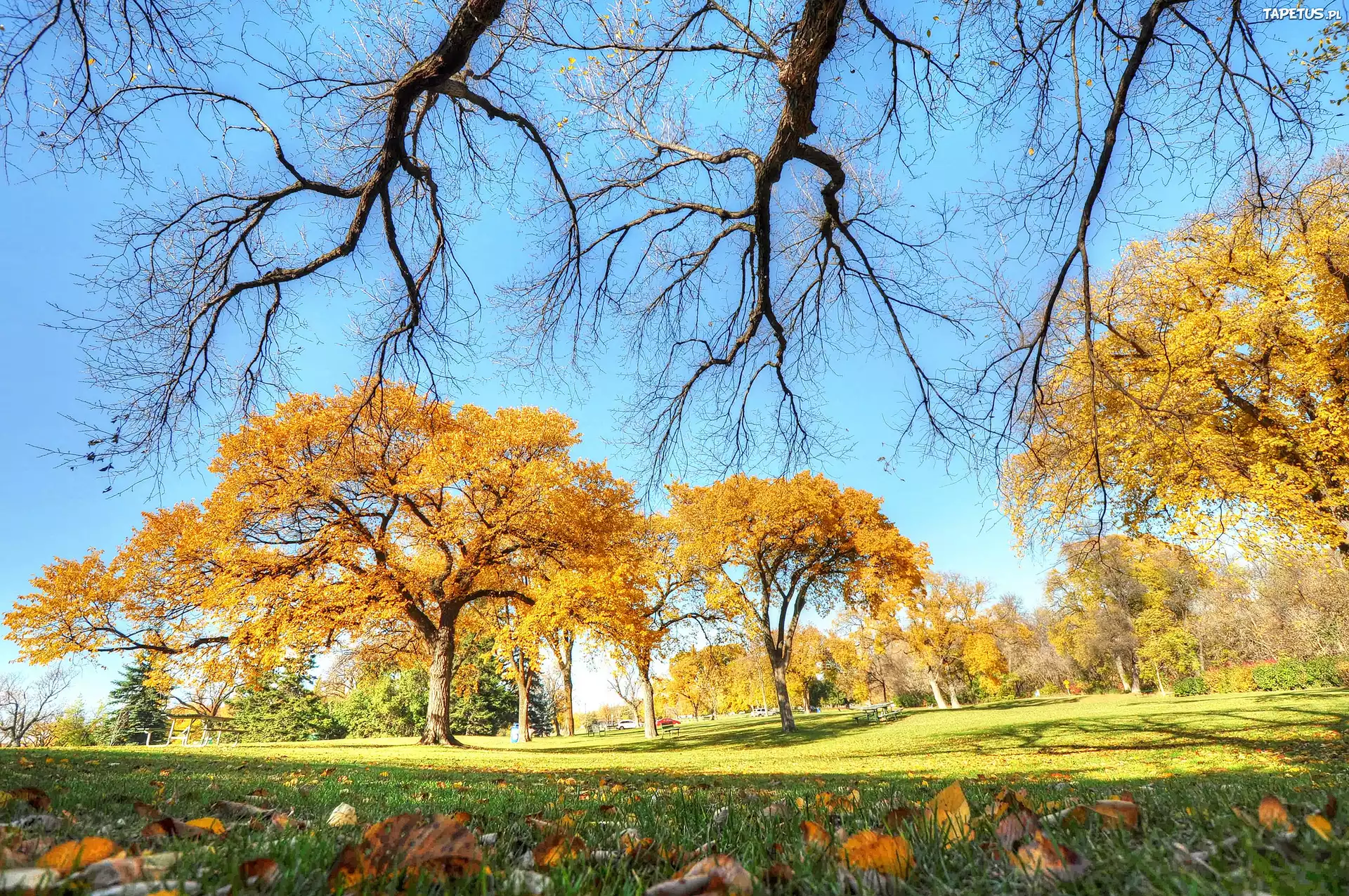 Park, Jesień, Trawy, Liście, Drzewa