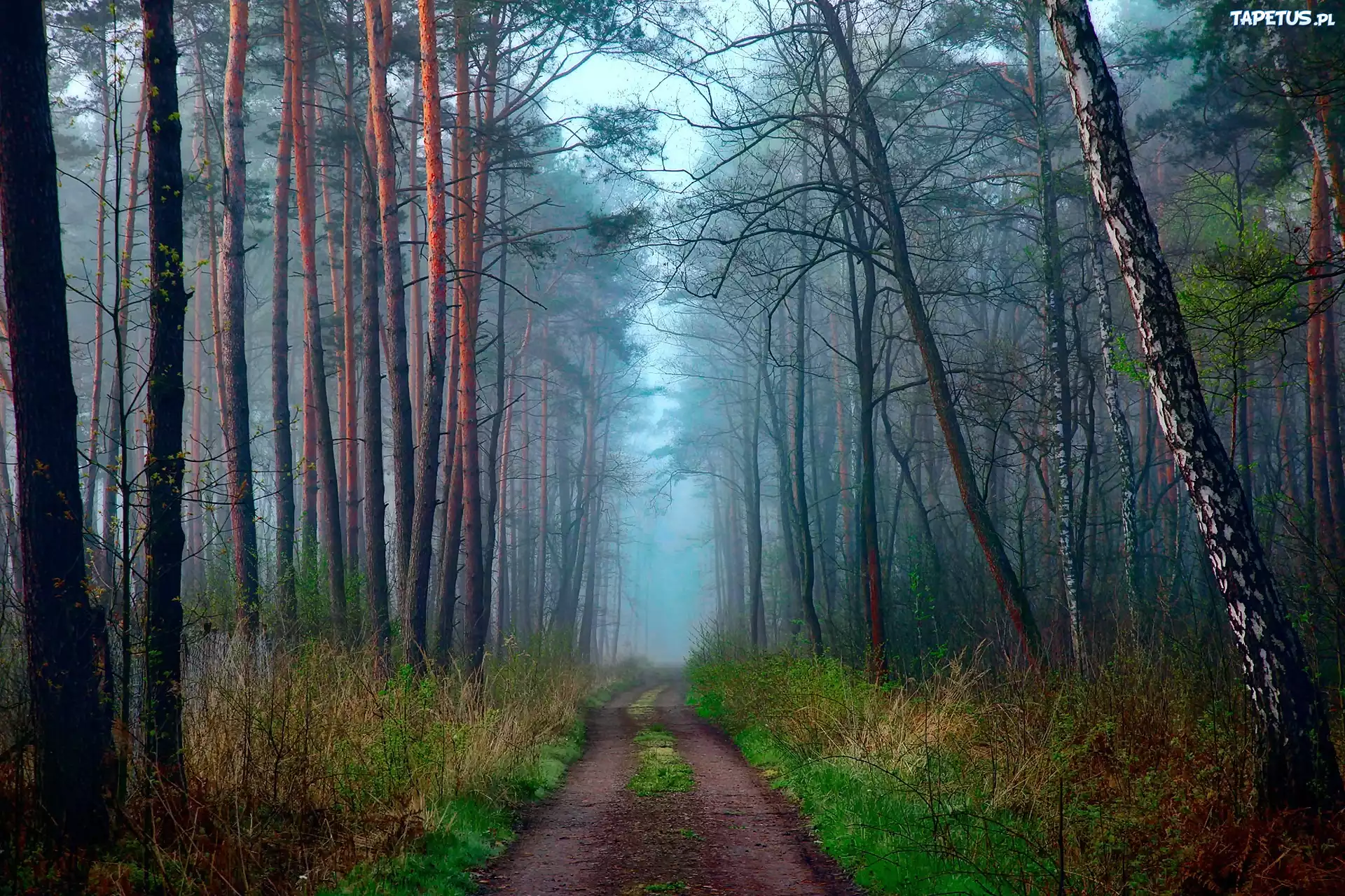 Las, Droga, Poranek, Mgła