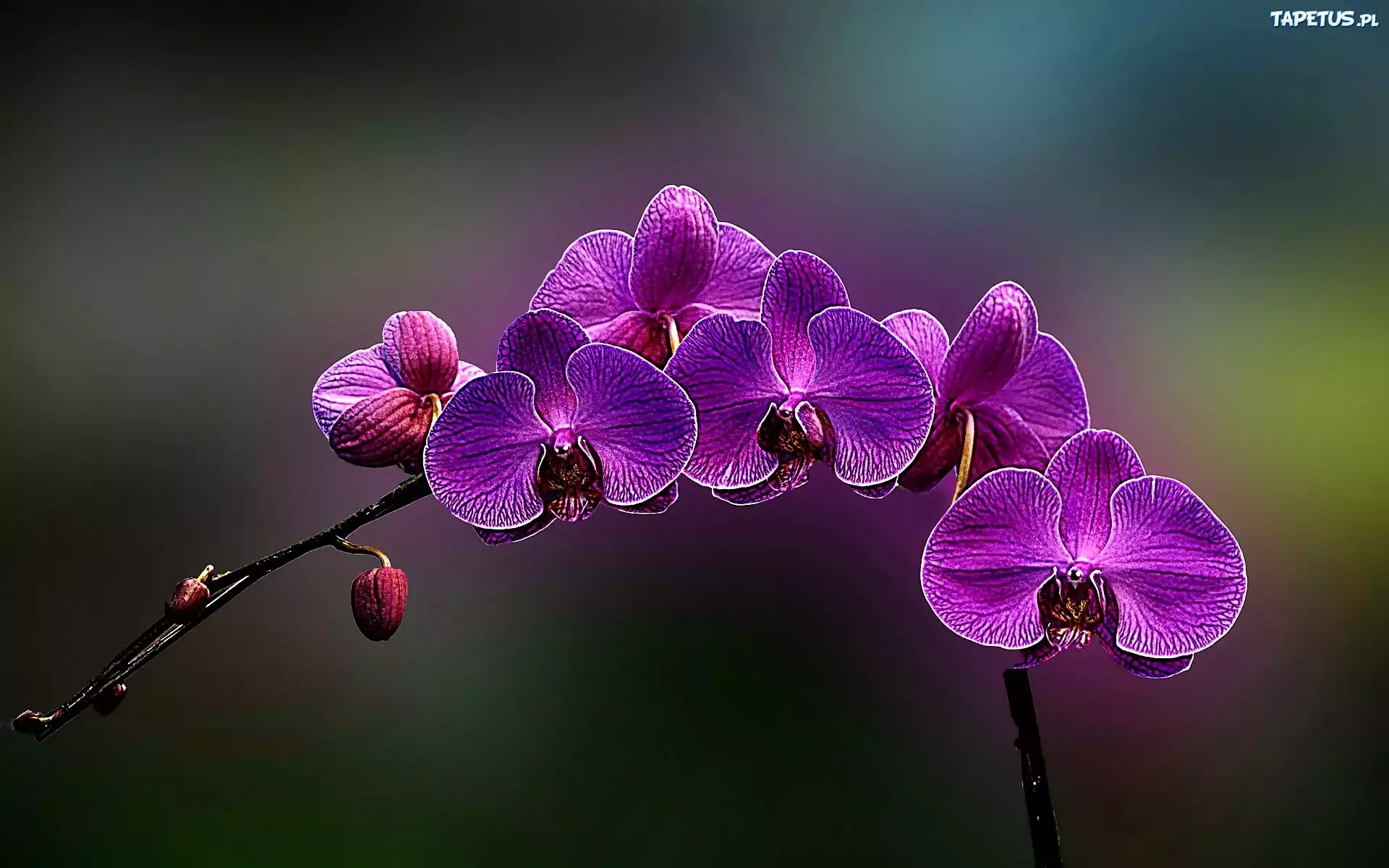 Orchidea, Różowa