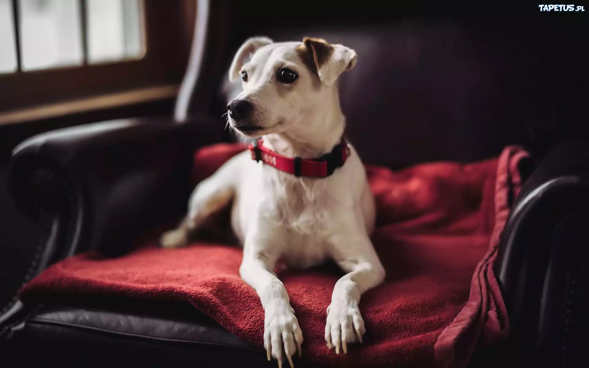 Jack Russell Terrier, Pies, Fotel, Czerwona, Poduszka