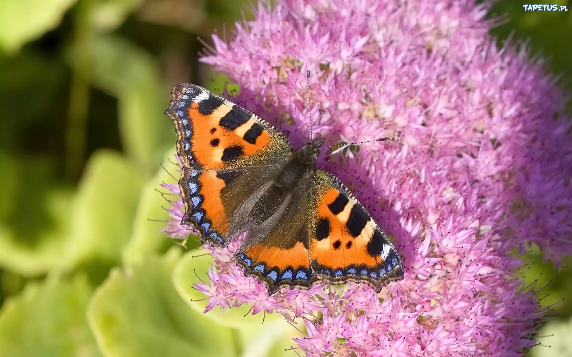 Motyl, Rusałka pokrzywnik, Różowy, Kwiat