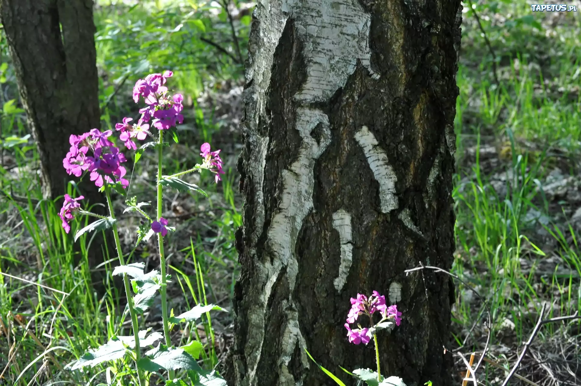 Purpurowe, Leśne, Kwiaty, Pień, Drzewa, Lunaria