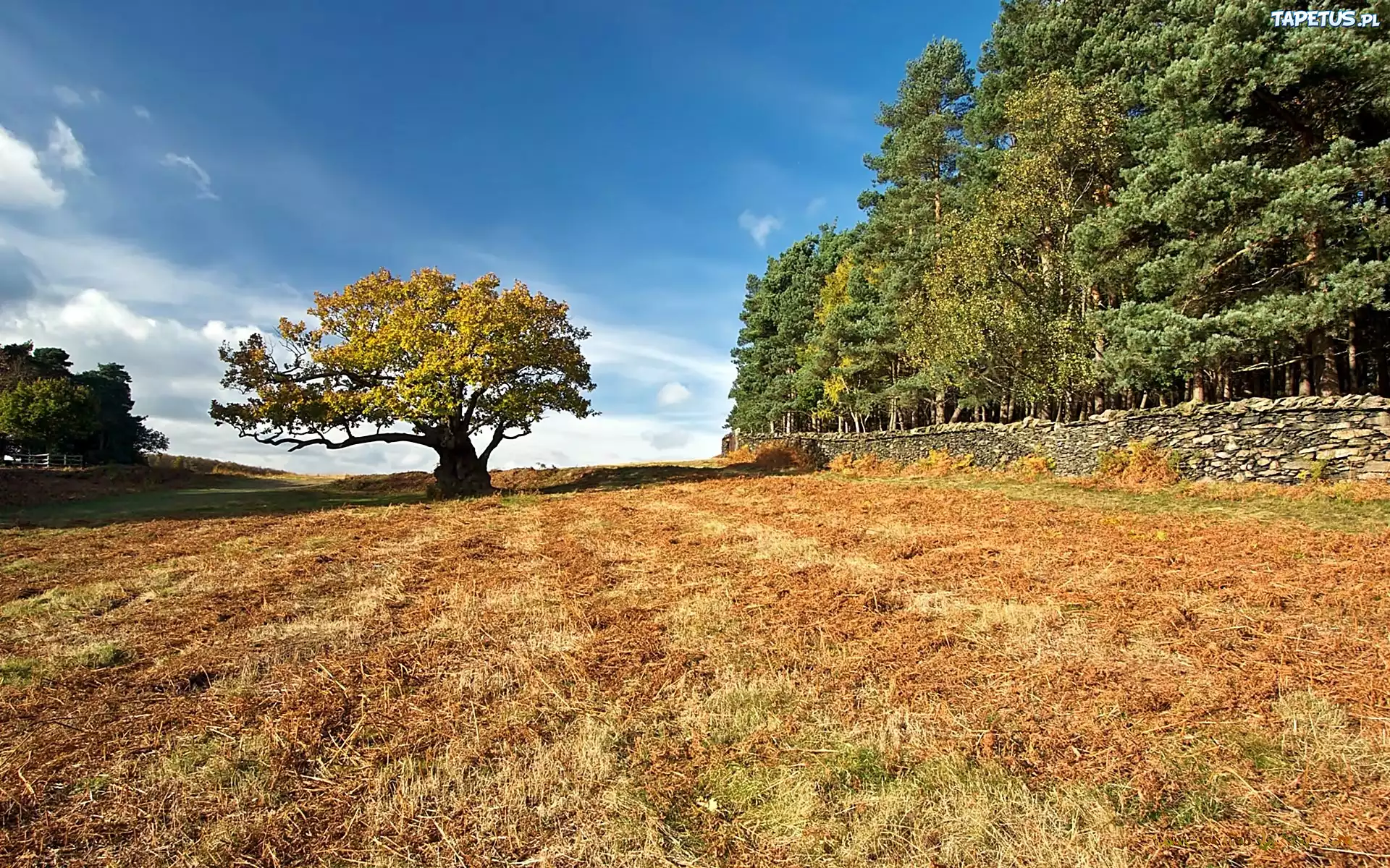 Las, Pole, Dąb, Bradgate, Park, Leicestershire