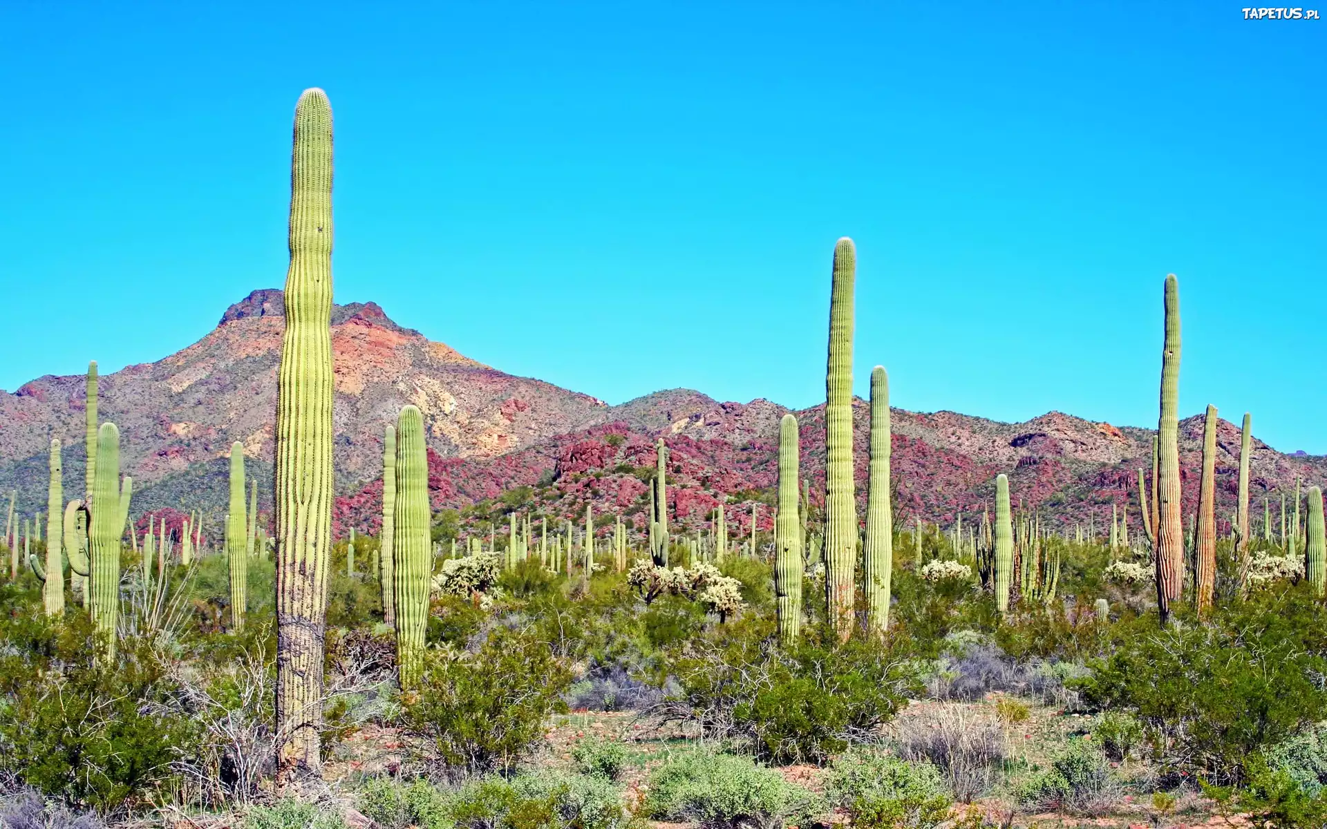 Organ Pipe Cactus, Alamo Canyon, Arizona без смс