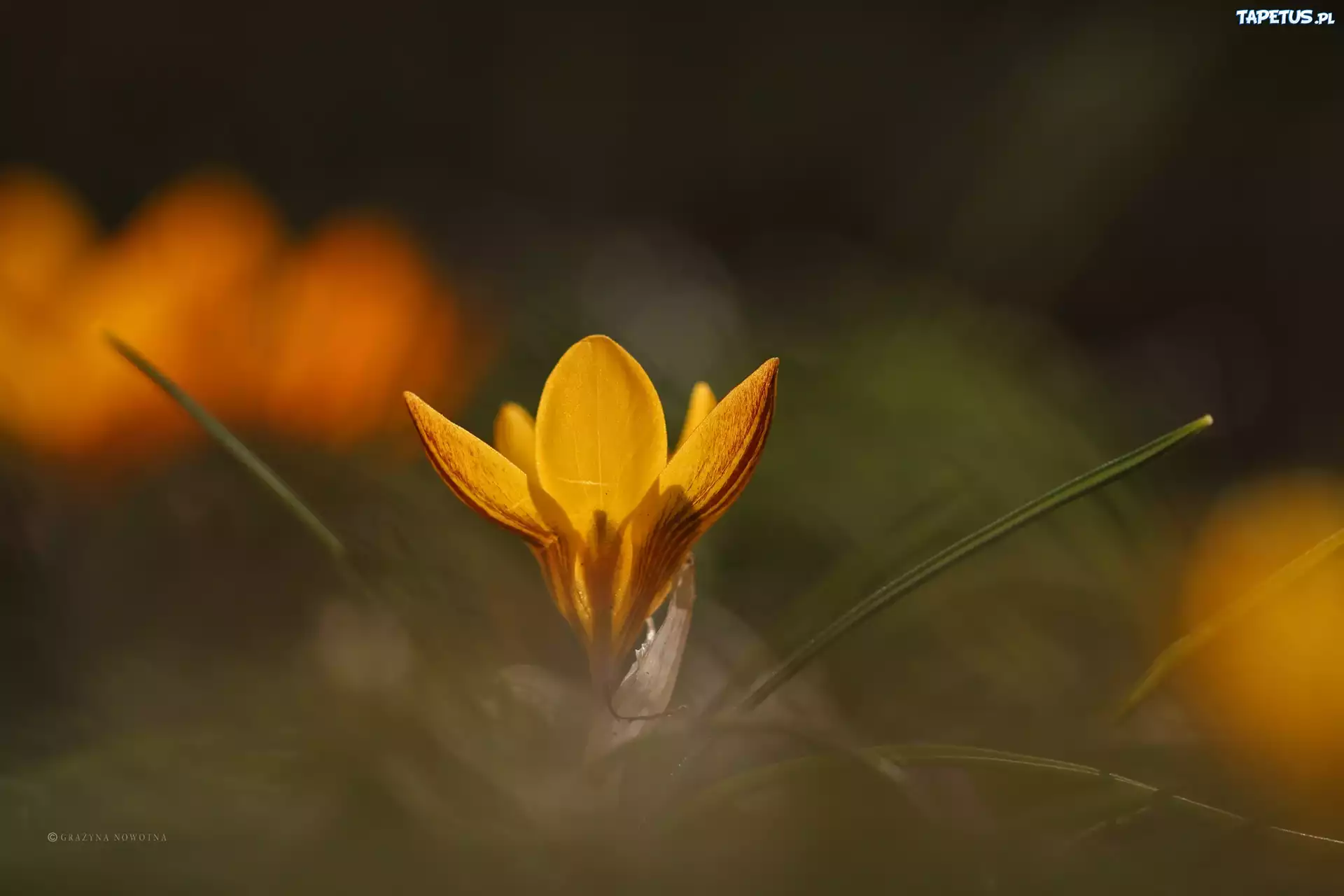 Żółty, Krokus, Kwiat