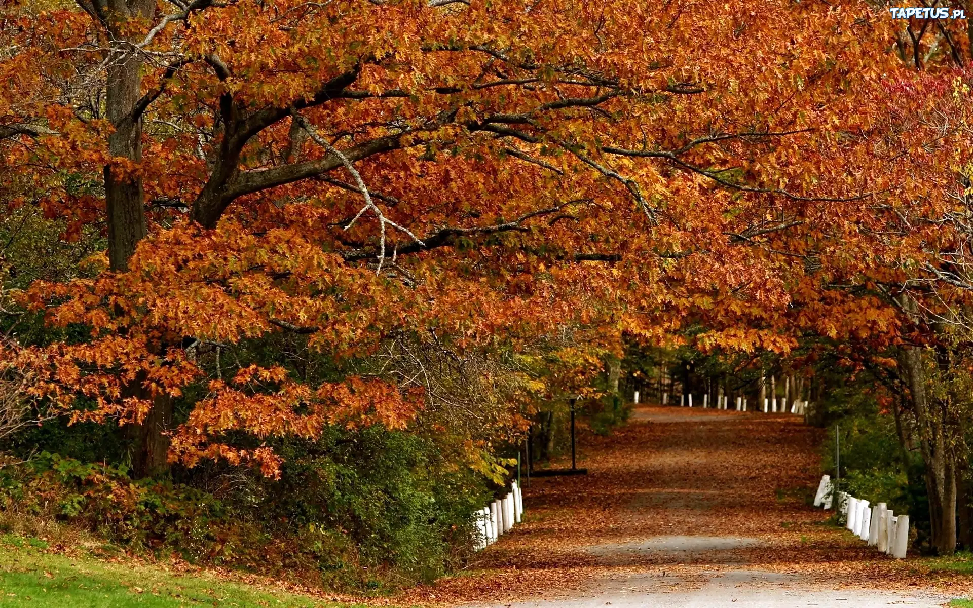 Jesień, Park, Aleja