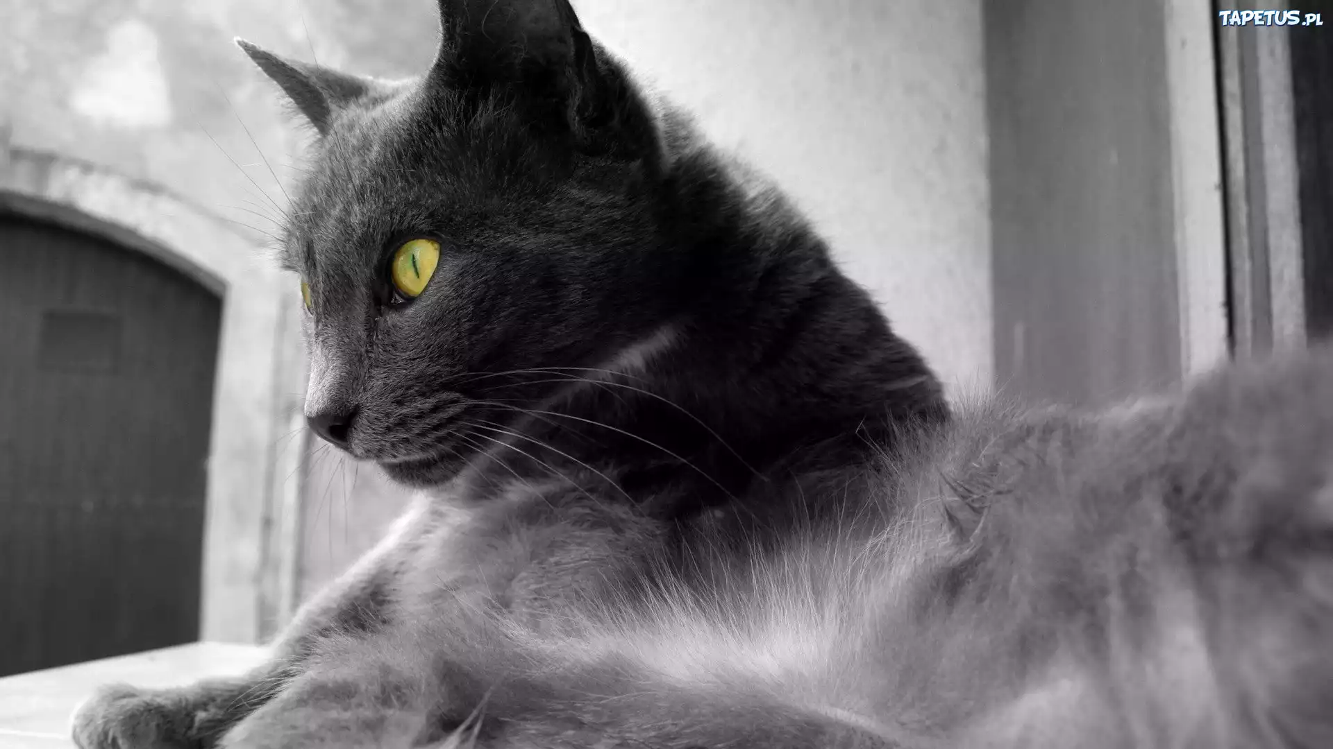 Kotek, Oczy