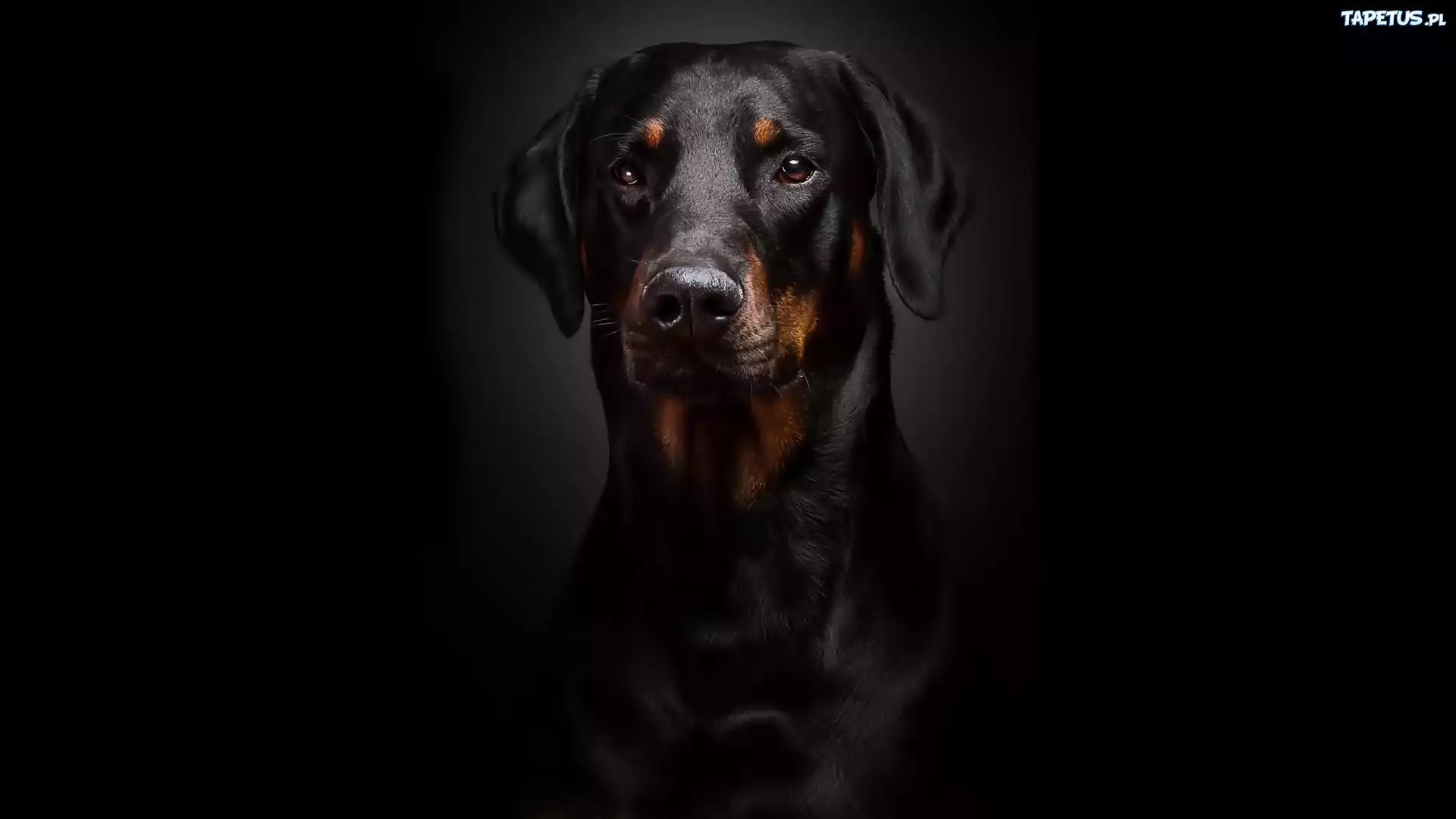 Doberman, Portret, Czarne, Tło