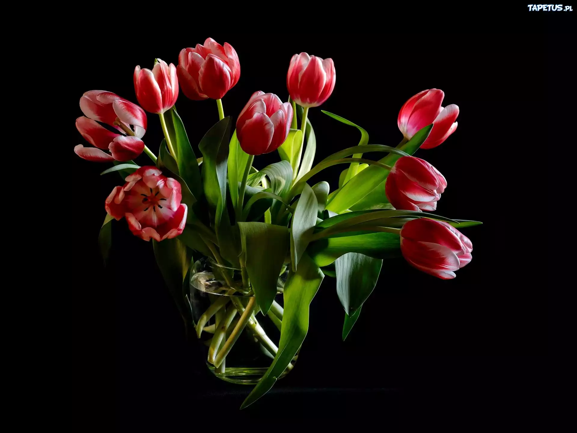 Tulipany, Kwiaty
