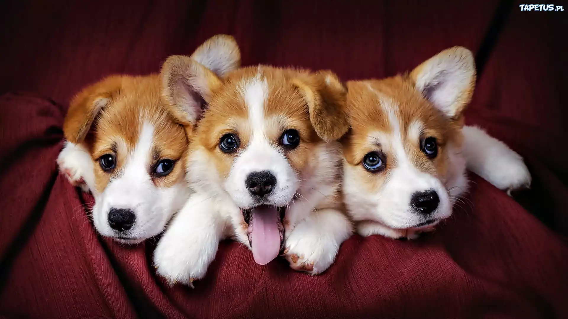 Trzy, Szczeniaki, Welsh Corgi Pembroke