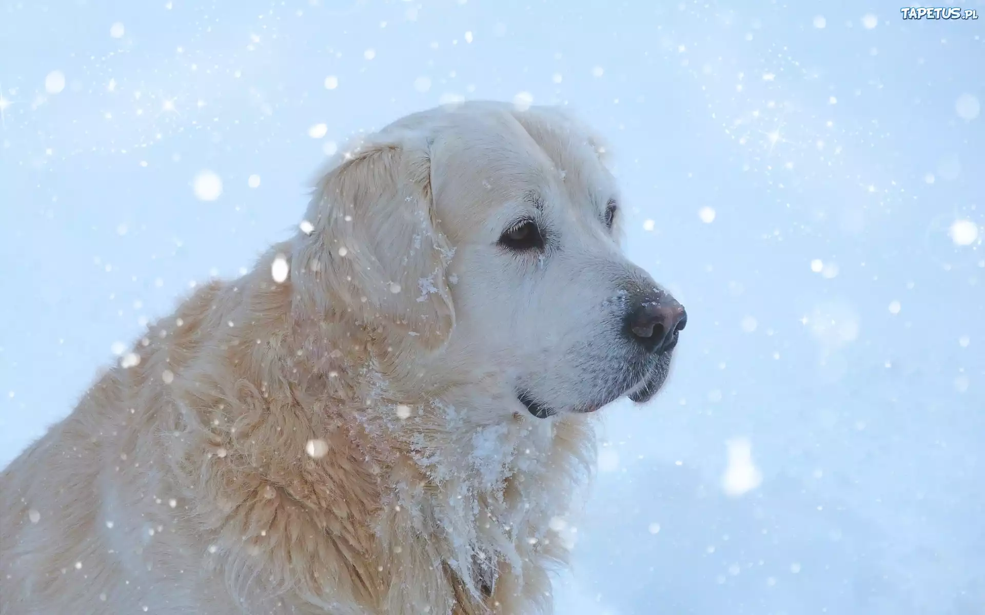 Golden Retriever, Pies, Śnieg, Zima