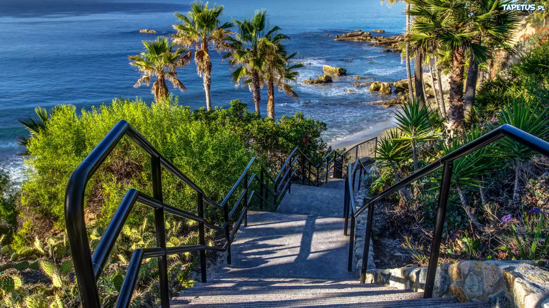 Wybrzeże, Ocean, Palmy, Schody, Kalifornia, USA