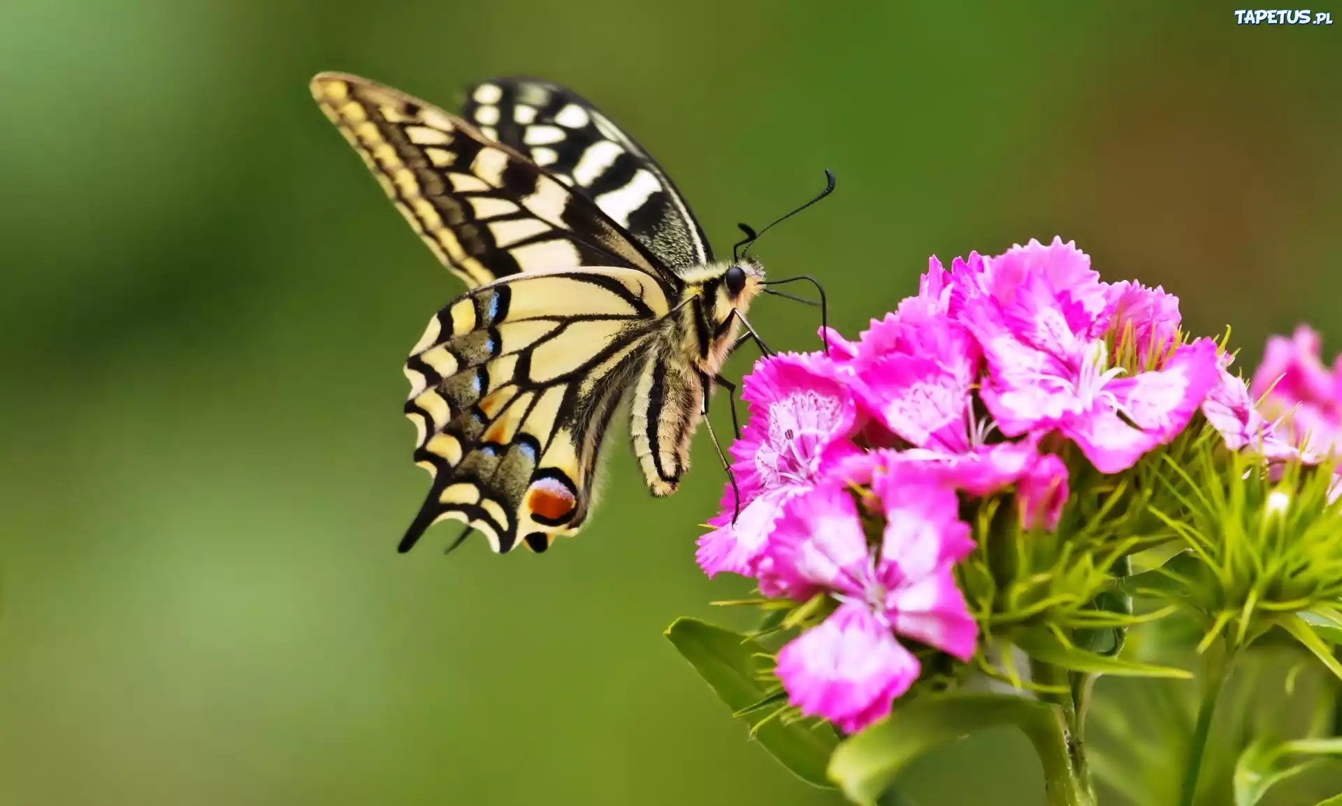 Motyl, Paź, Królowej, Goździki