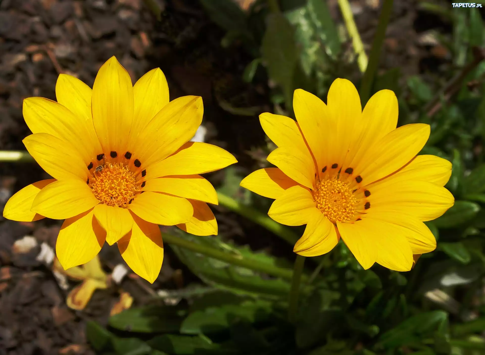 Gazania, Lśniąca