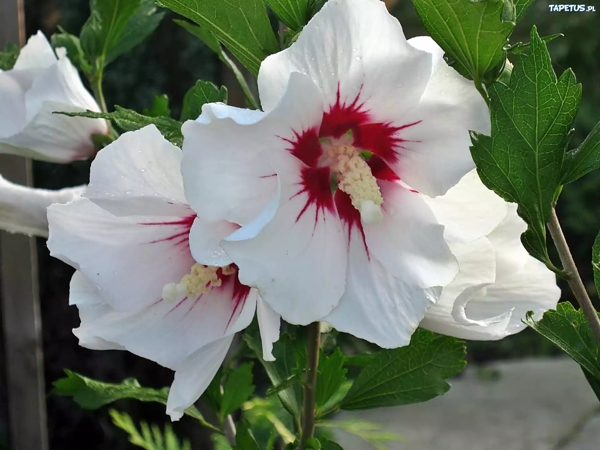 Biały, Hibiskus, Zbliżenie