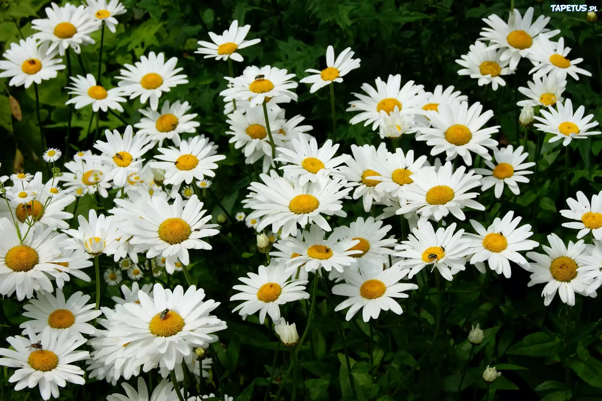 Margerytki
