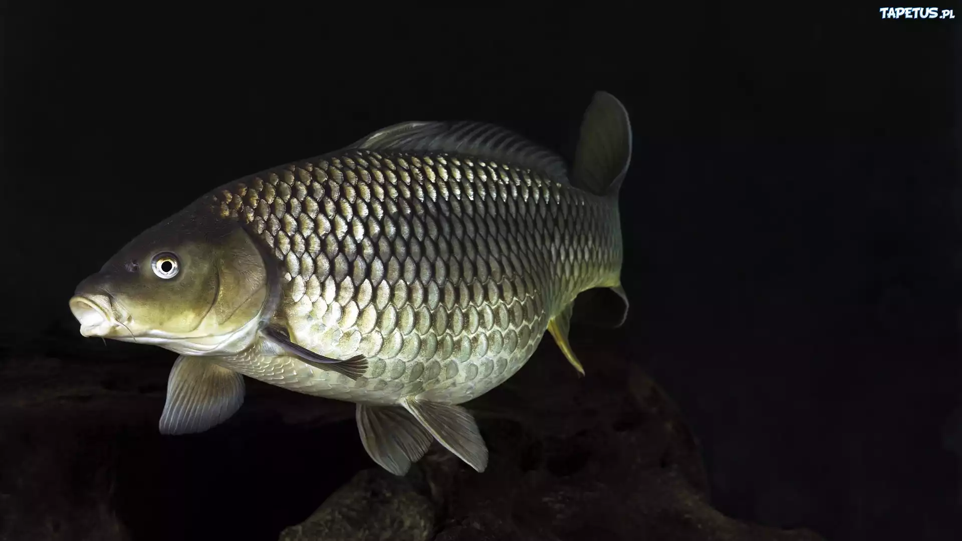 Karp