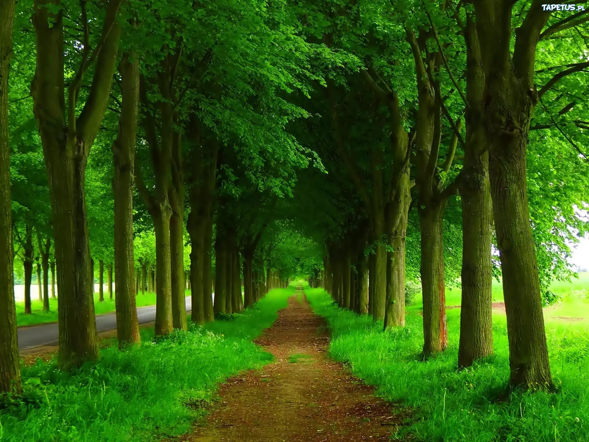 Park, Droga