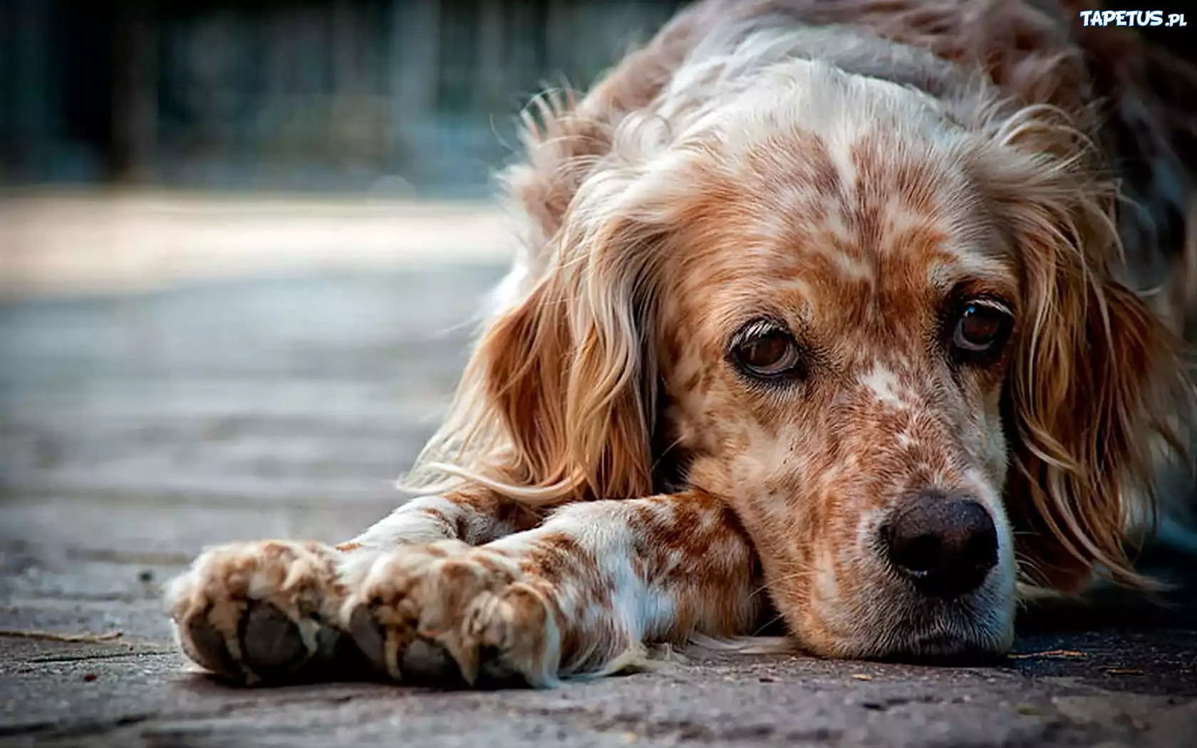 Spaniel, Mordka, Łapy, Zbliżenie, Rozmycie