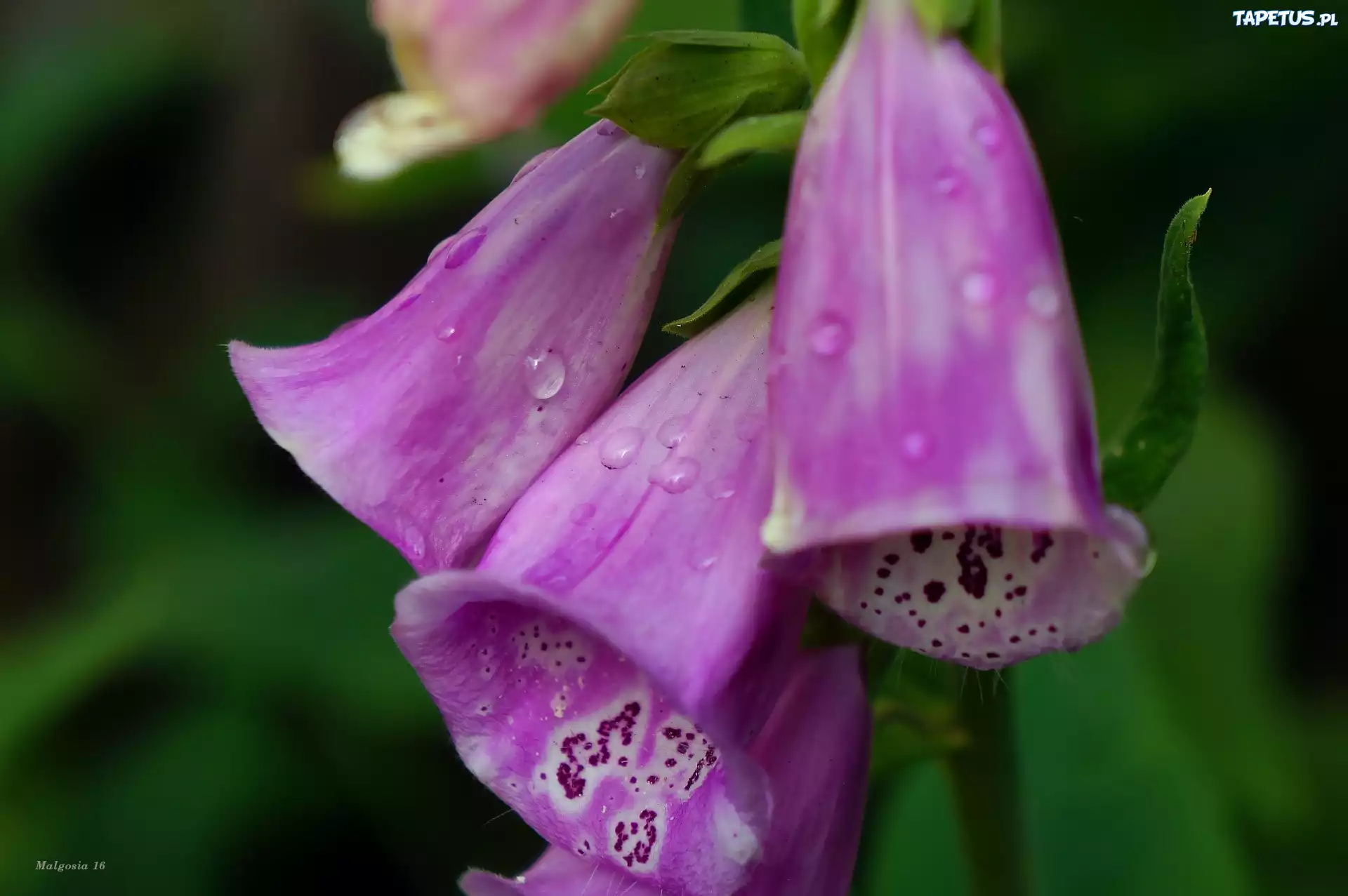 Kwiaty, Naparstnica Purpurowa, Krople