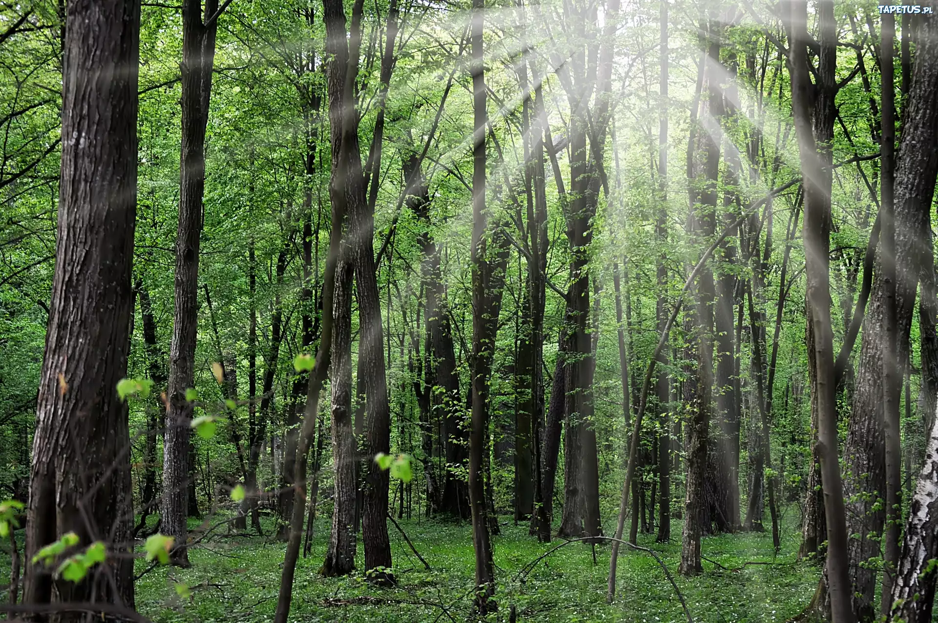 Las, Promienie Słońca, Kwiaty, Leśne
