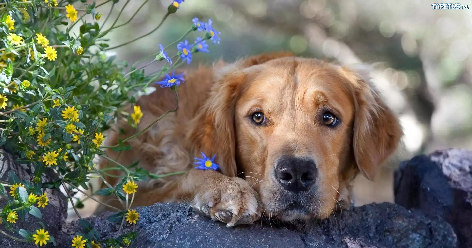 Golden Retriever, Kwiatki