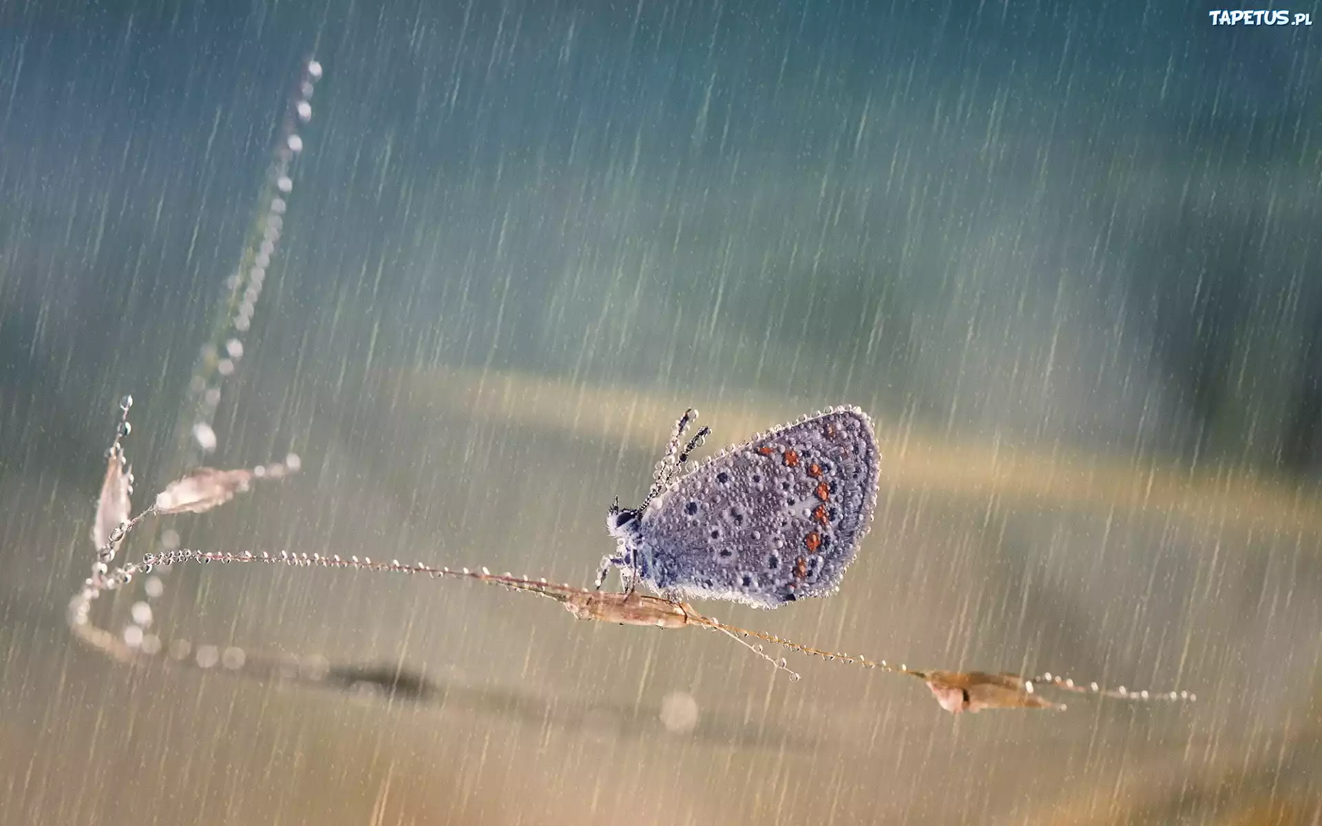 Modraszek, Motyl, Deszcz, Trawa, Źdźbło