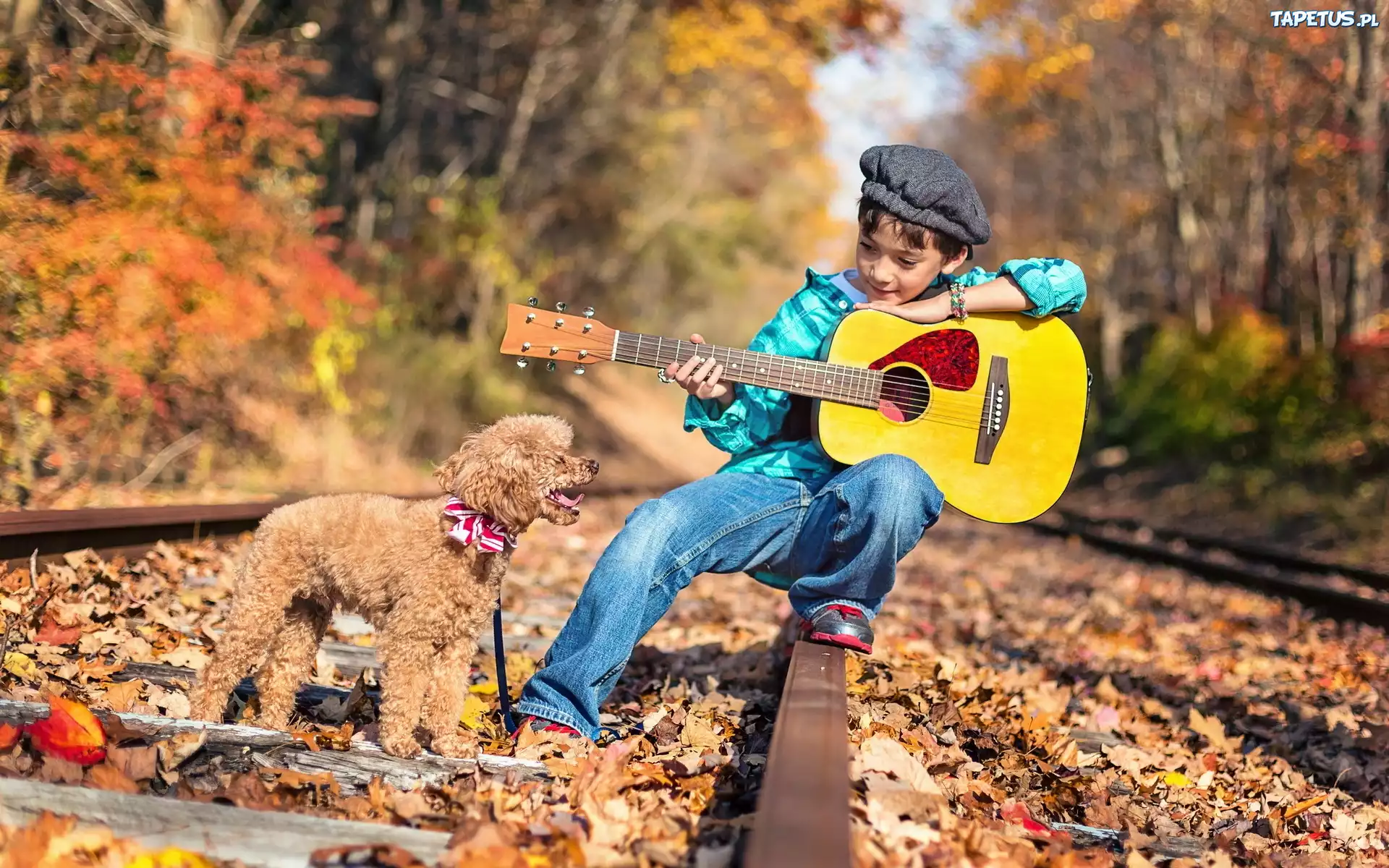 природа собака животное гитара без смс