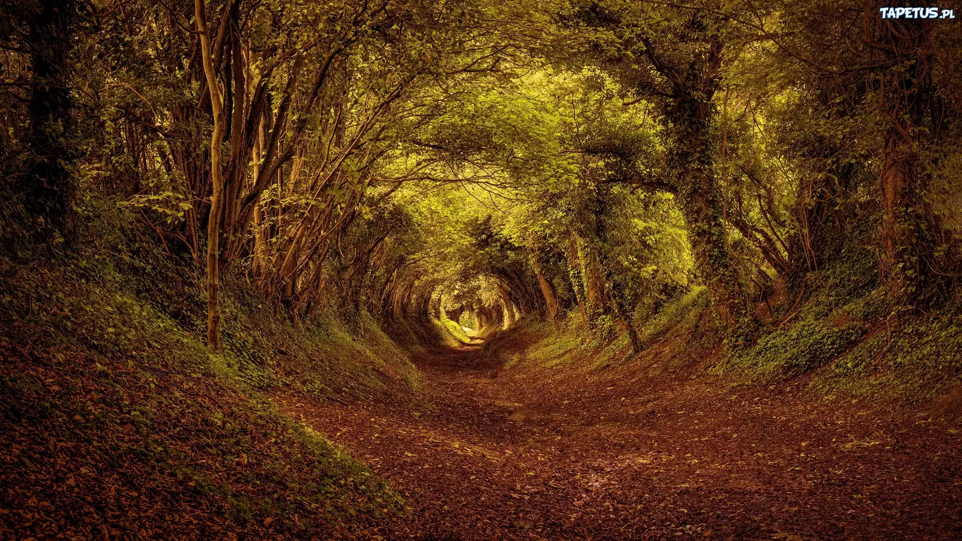 Las, Tunel, Liście