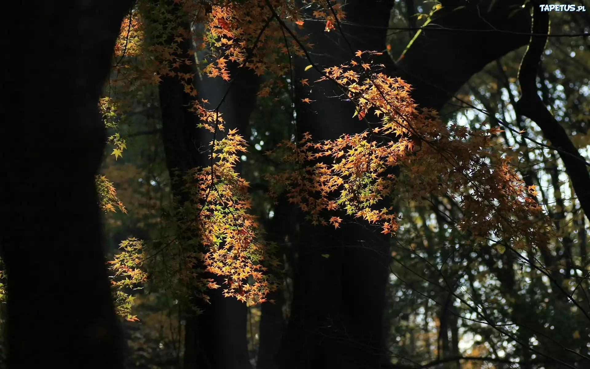 Liście, Drzewa, Światło