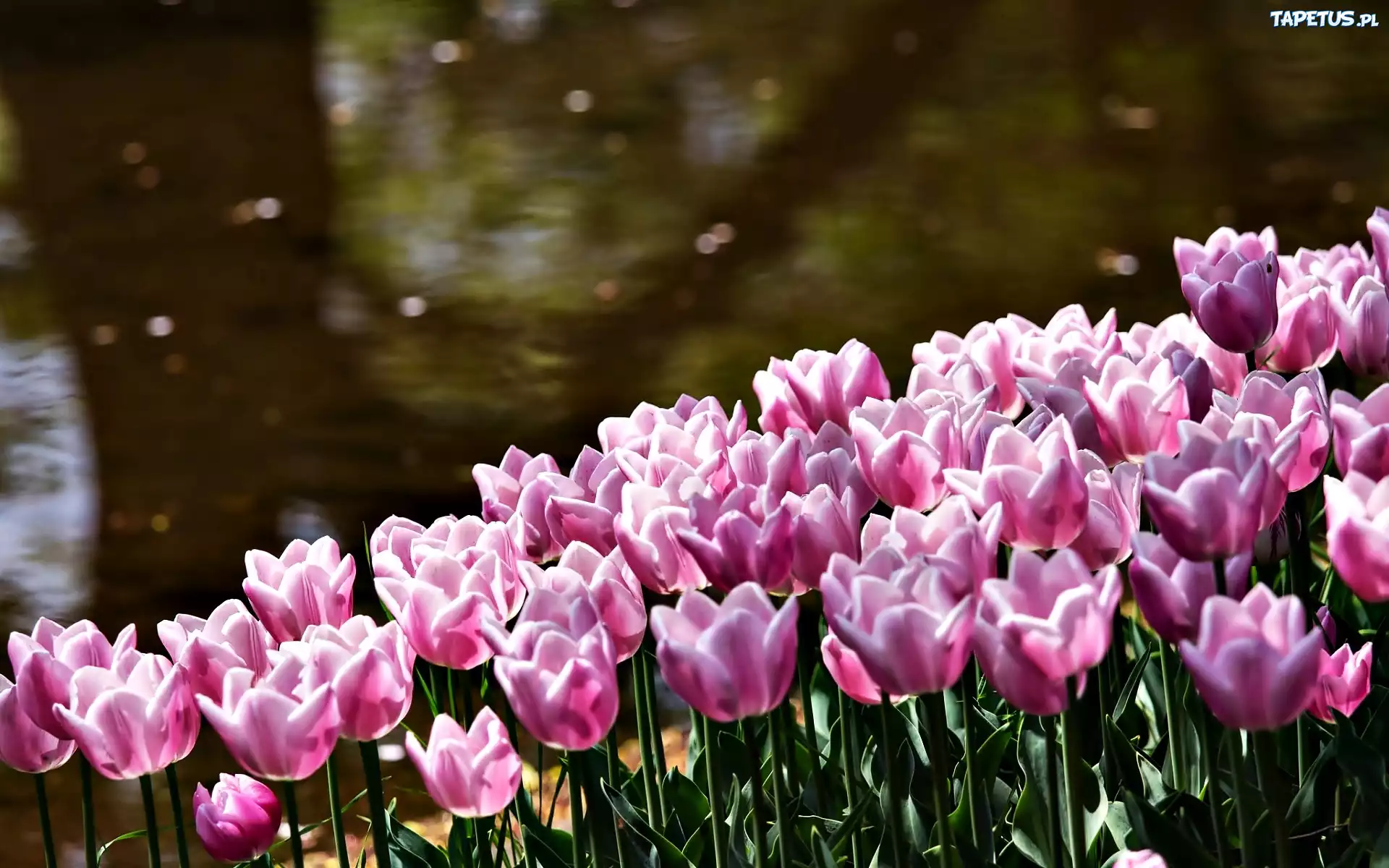 Różowe, Tulipany, Rzeka