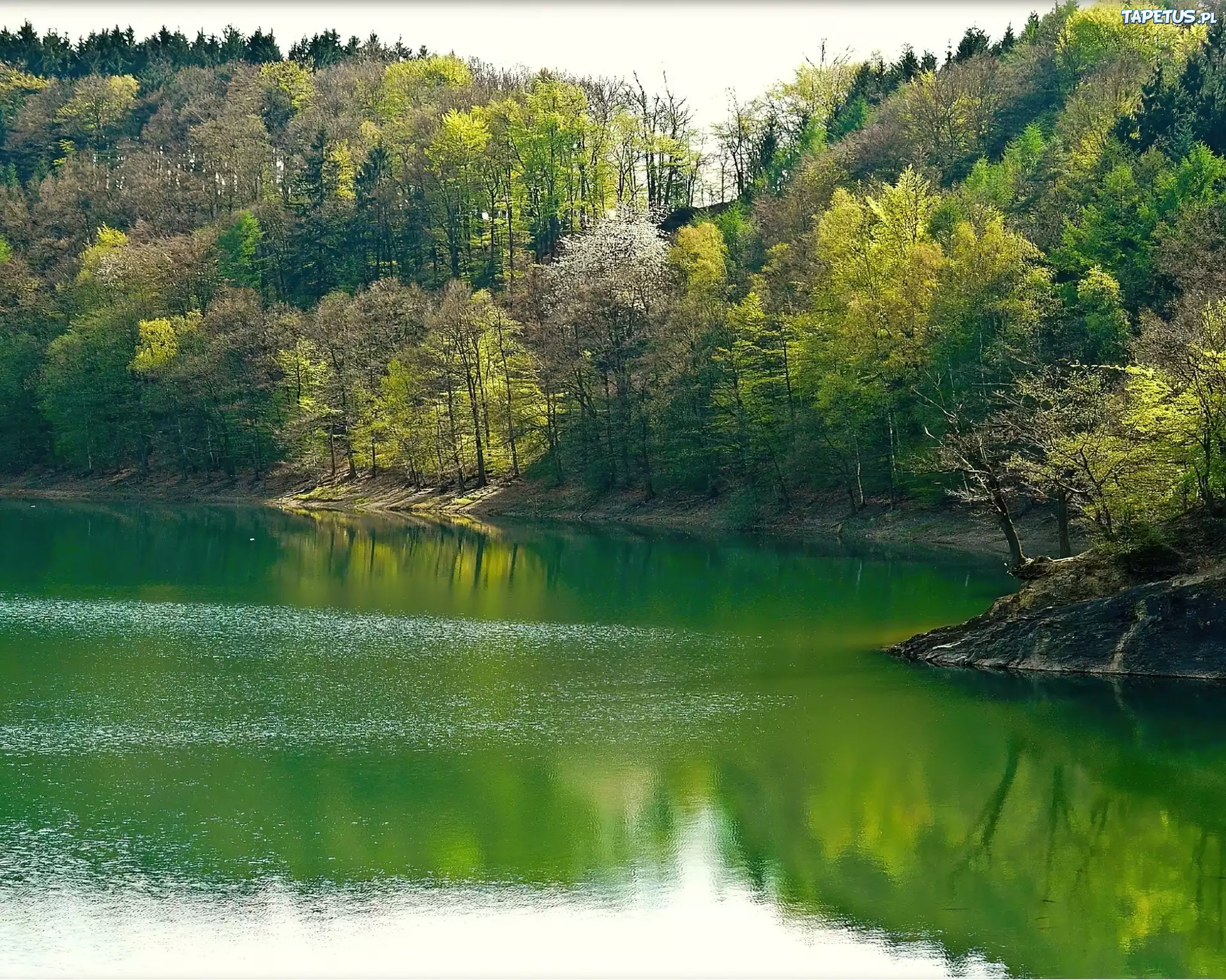 Las, Jezioro