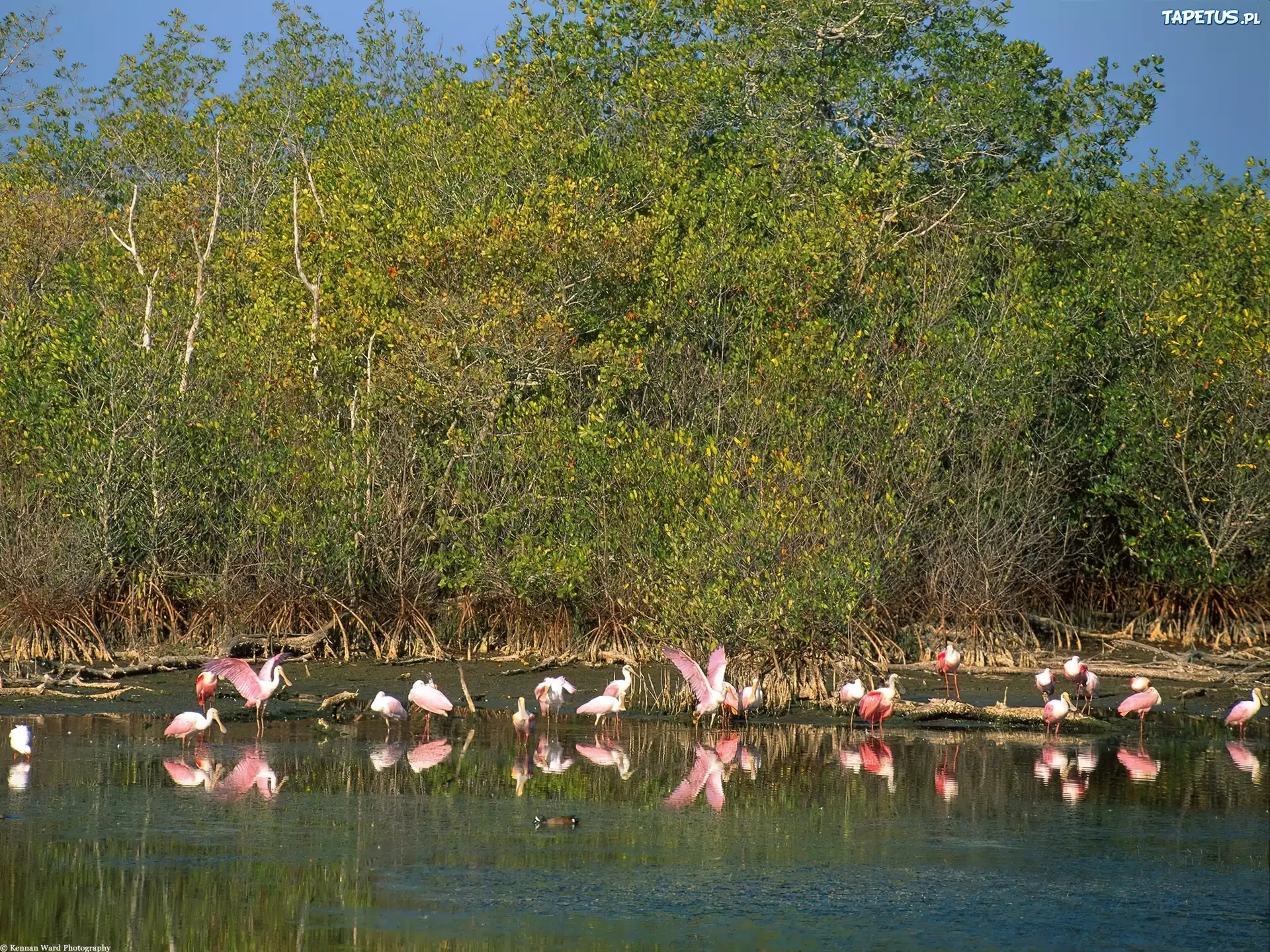 Flamingi, drzewa, woda, jezioro