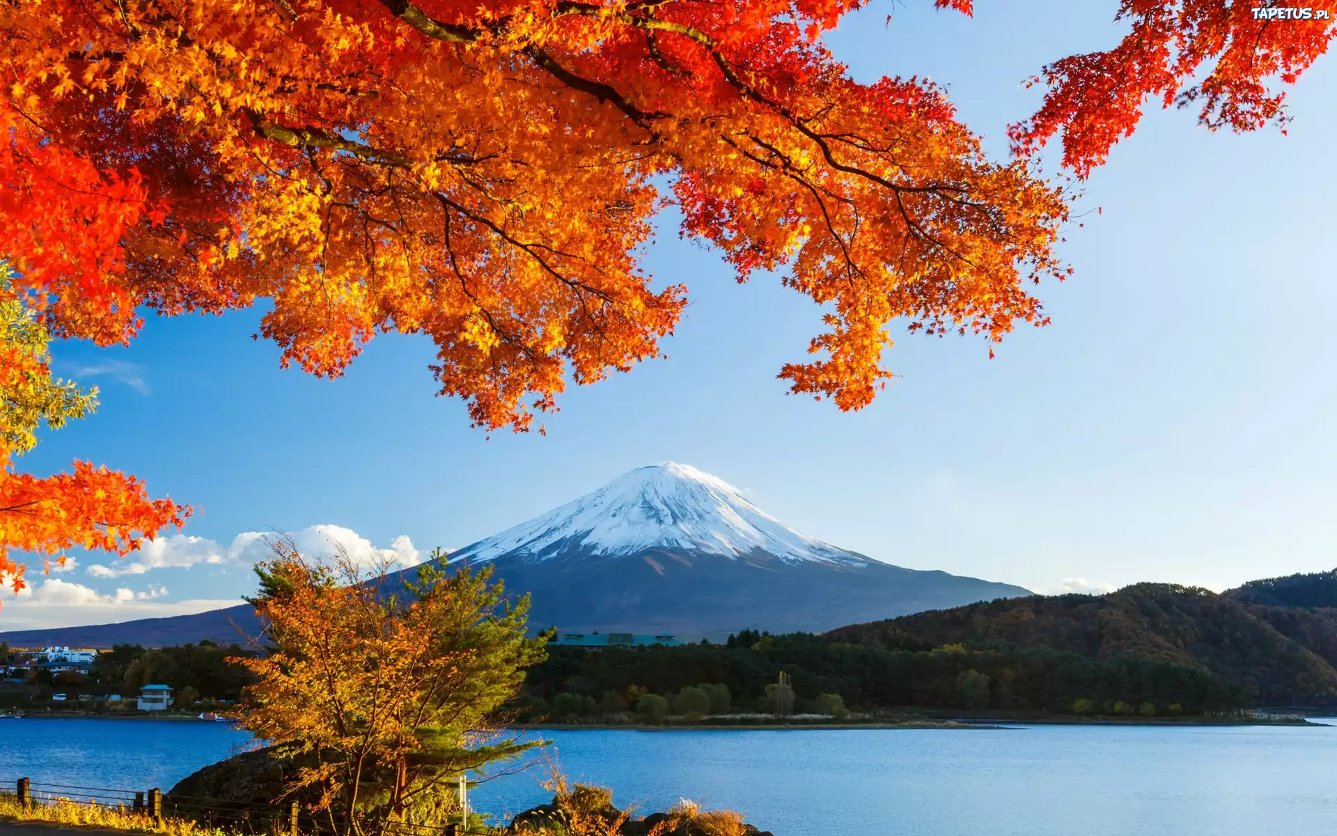 Fudżi, Jezioro, Lasy, Drzewa, Japonia