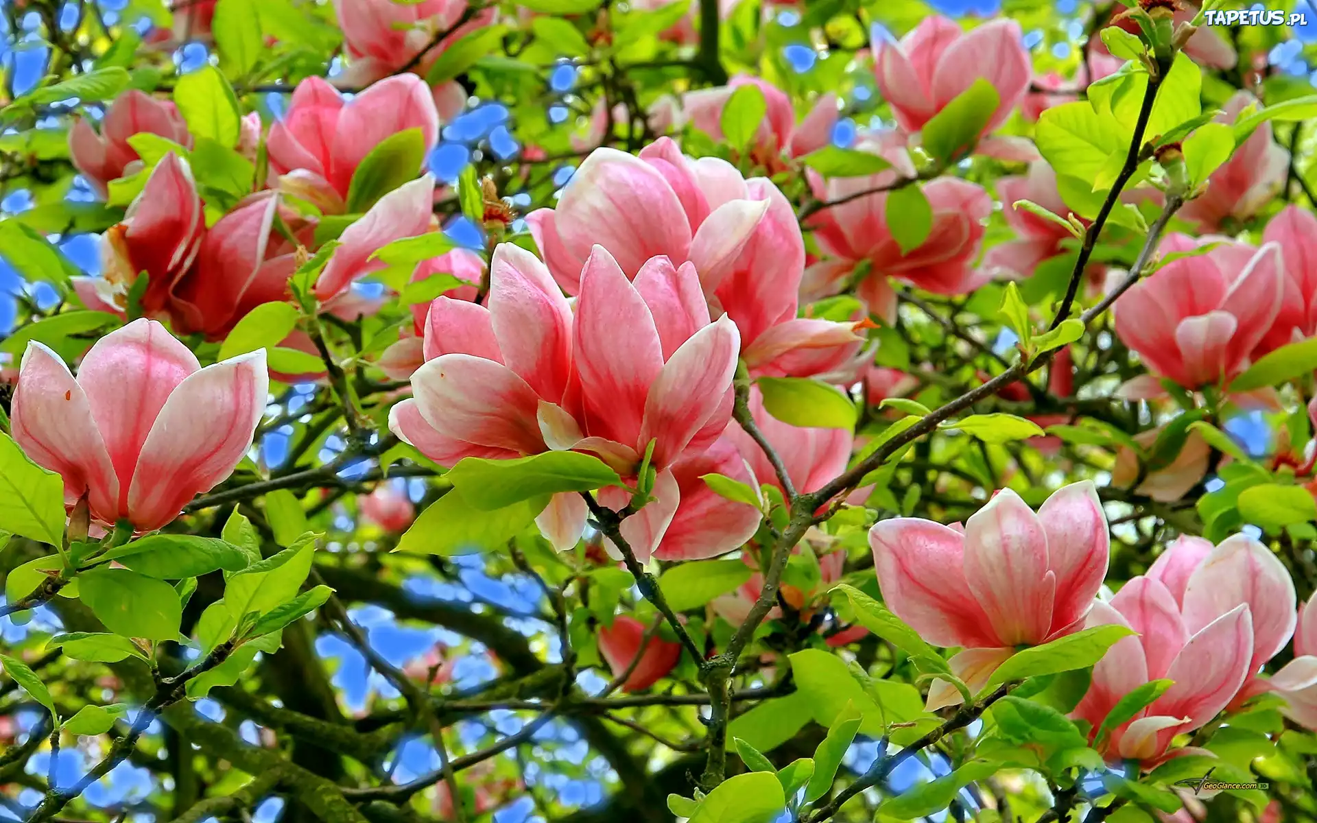 Różowa, Magnolia