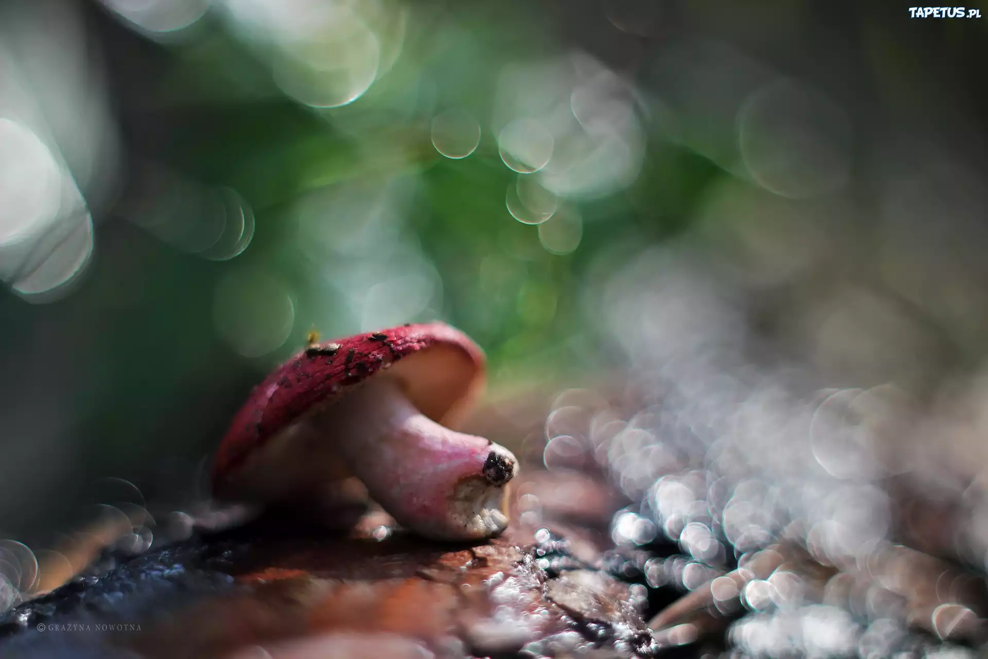 Grzyb, Muchomor, Bokeh