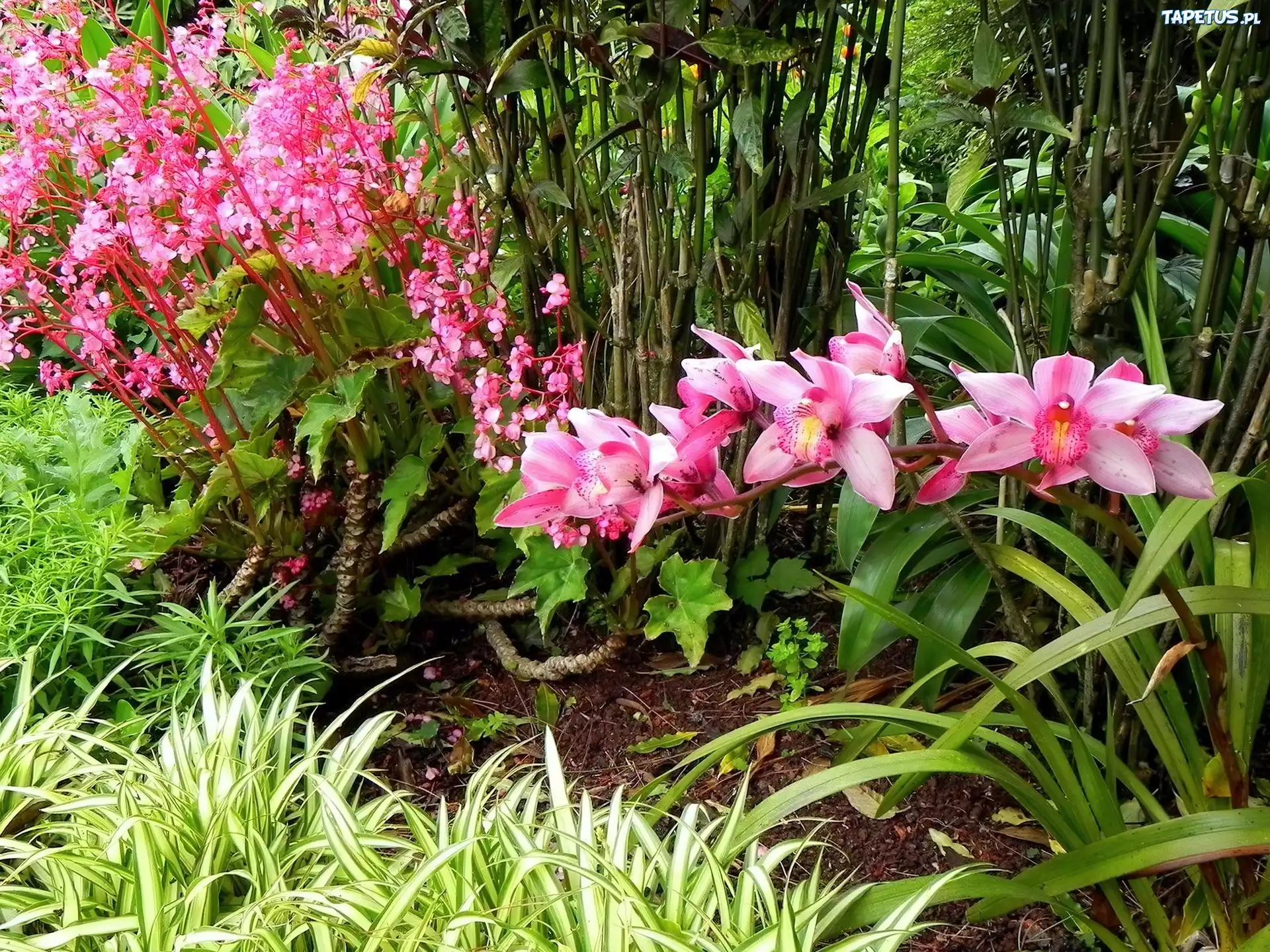 Park, Różowa, Orchidea, Ozdobna, Trawa, Rośliny