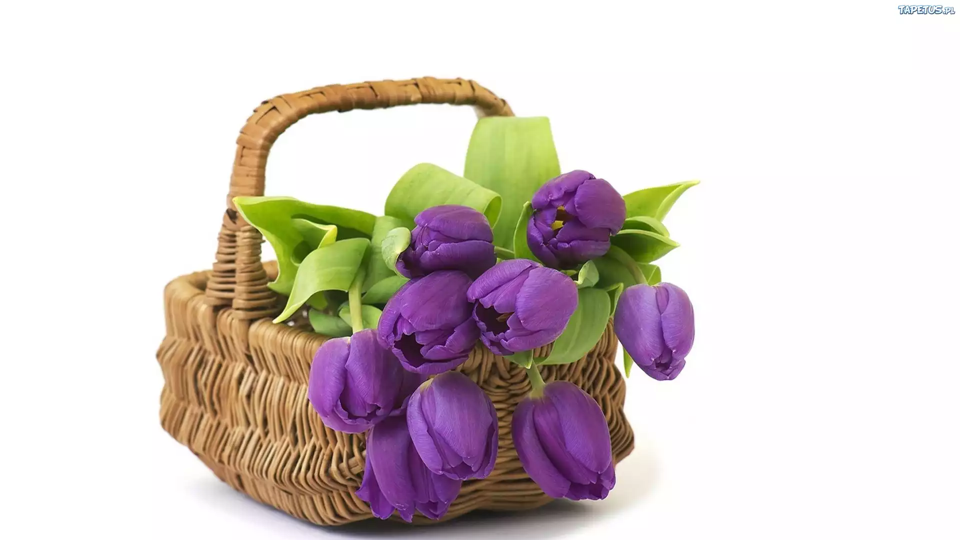 Fioletowe, Tulipany, Koszyk