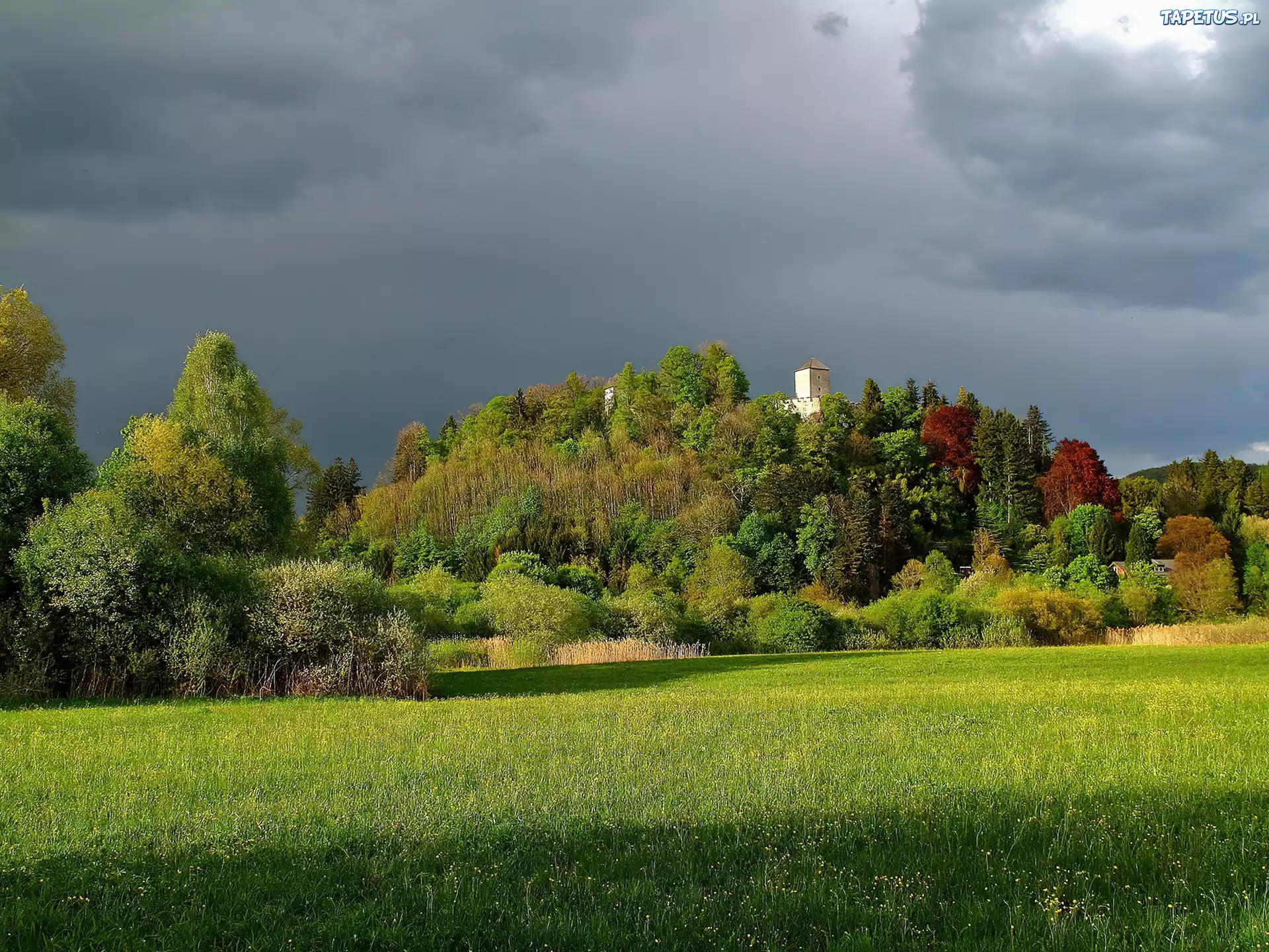 Zamek, Wzgórze, Drzewa, Łąka