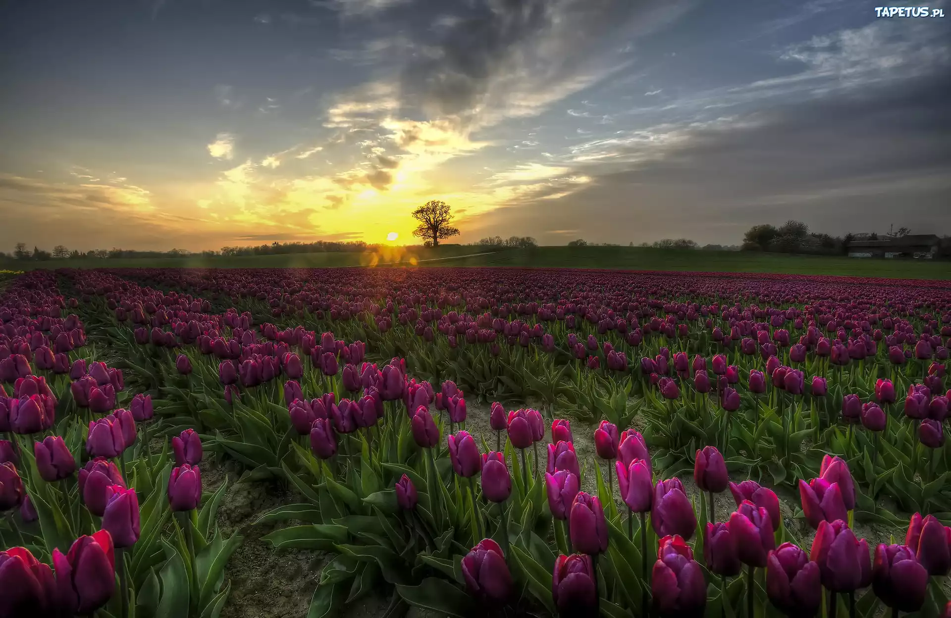 Fioletowe, Tulipany, Zachód słońca