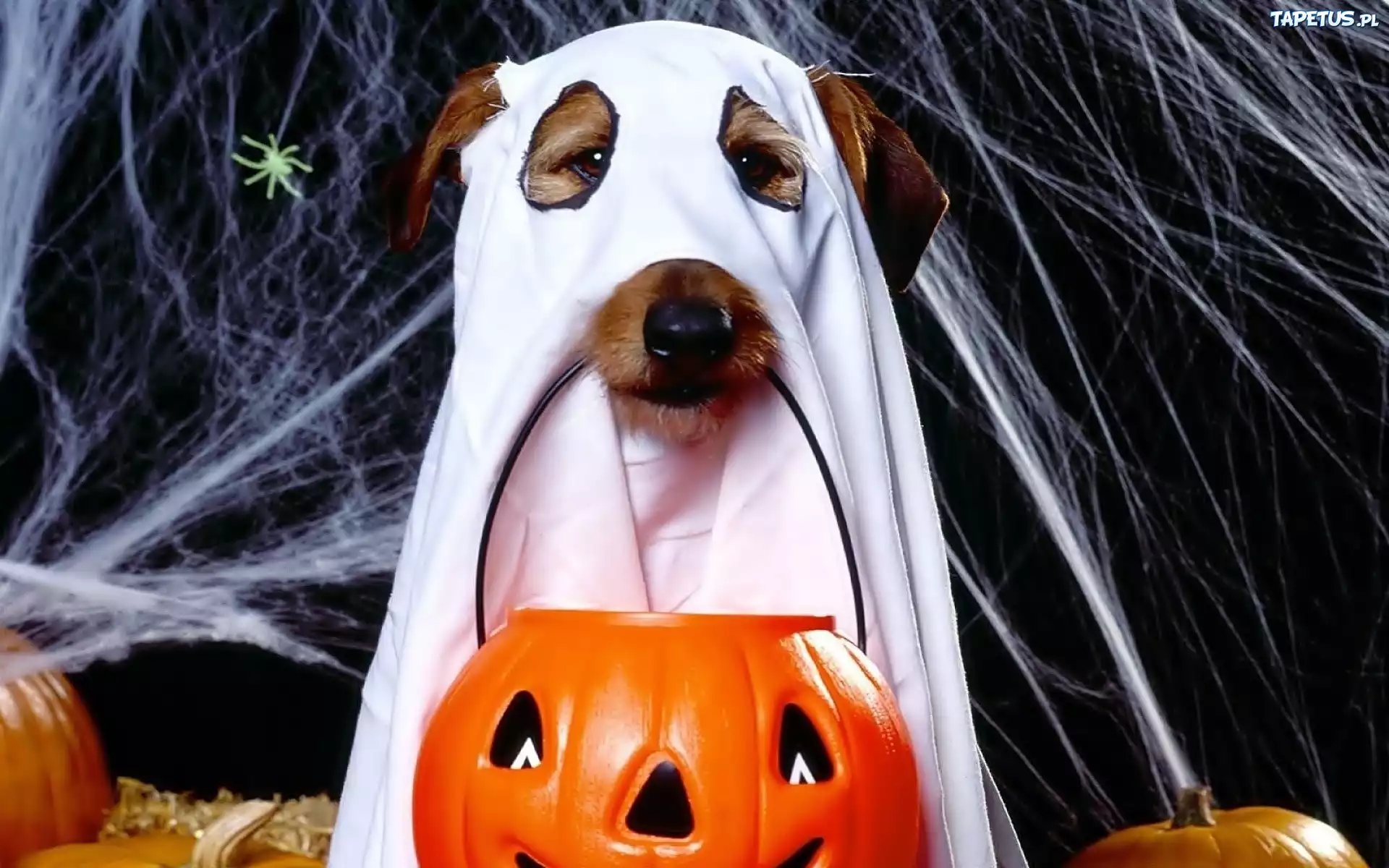 Halloween, Pies, Duch, Dynia, Pająk, Pajęczyna