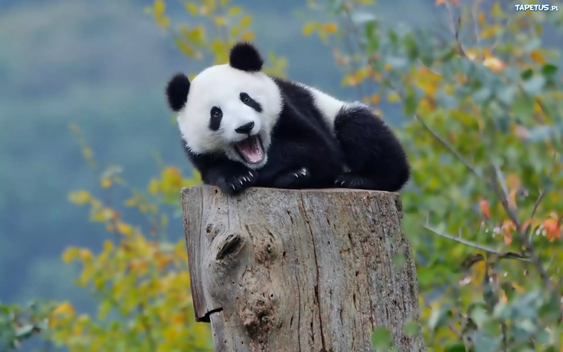 Panda, Pień