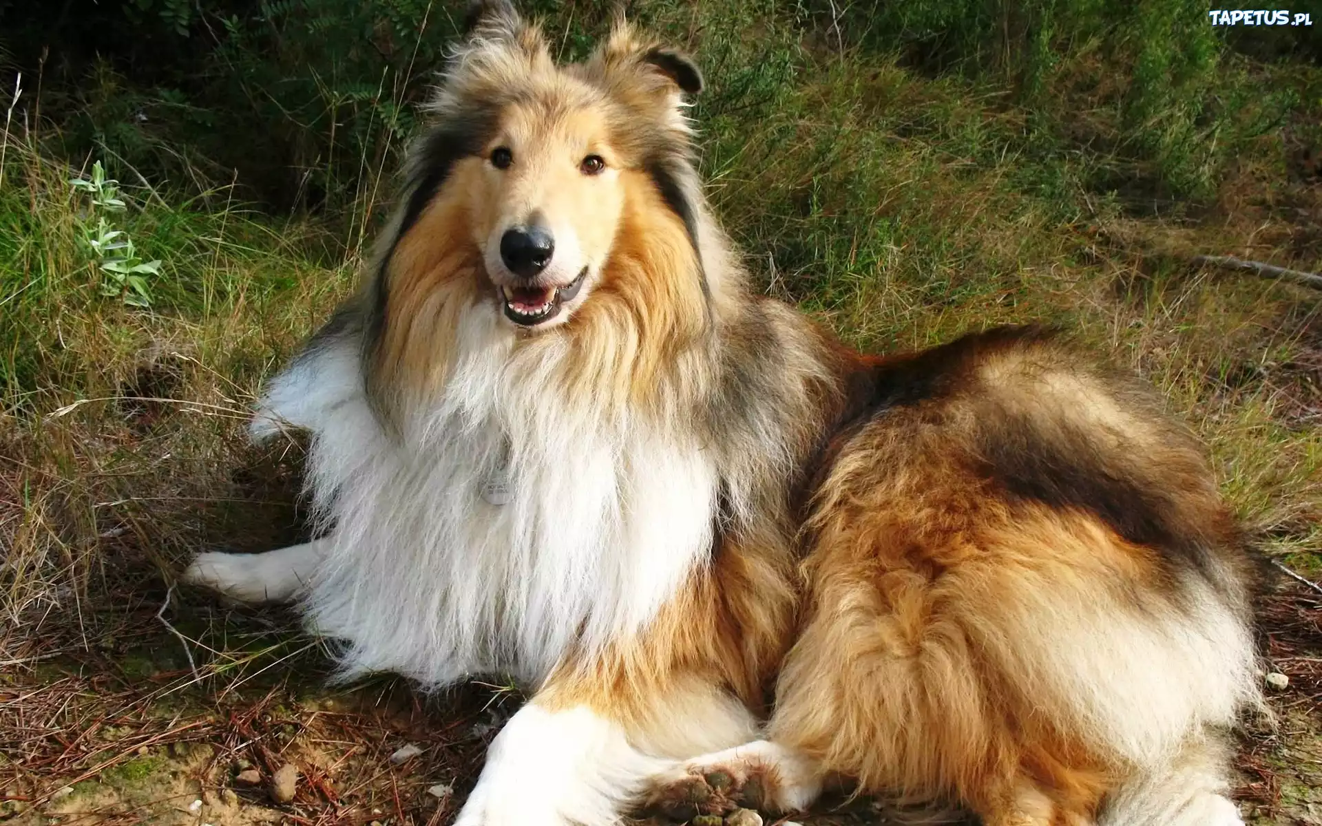 Owczarek, Collie, Trawa