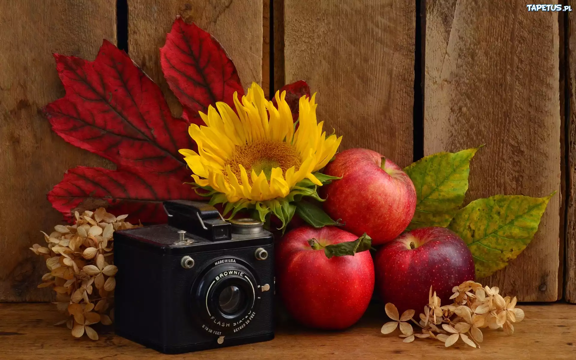 Aparat, Fotograficzny, Brownie, Słonecznik, Jabłka, Liście