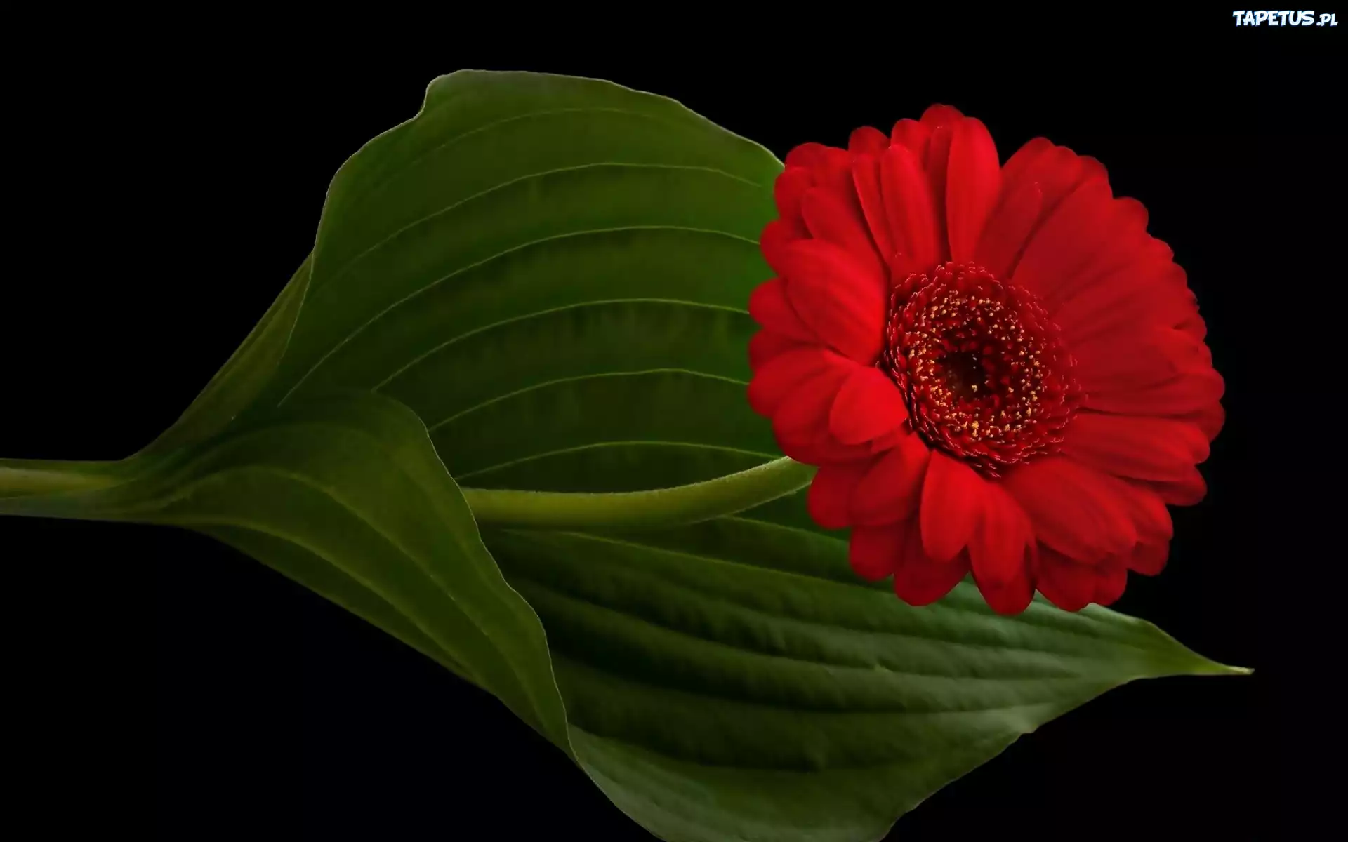 Kwiatek, Gerbera, Listki