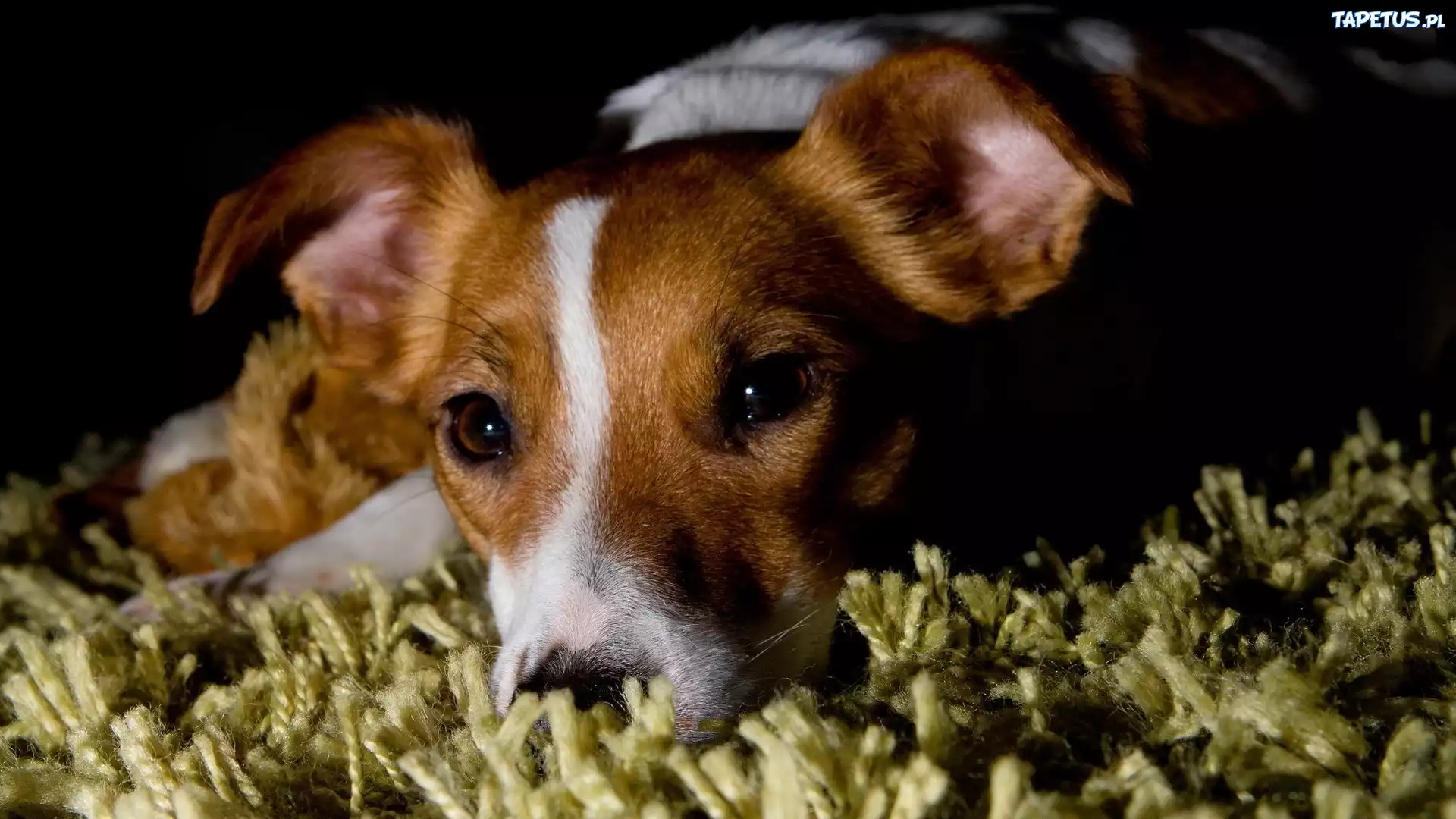 Pies, Jack Russell terrier, Dywan